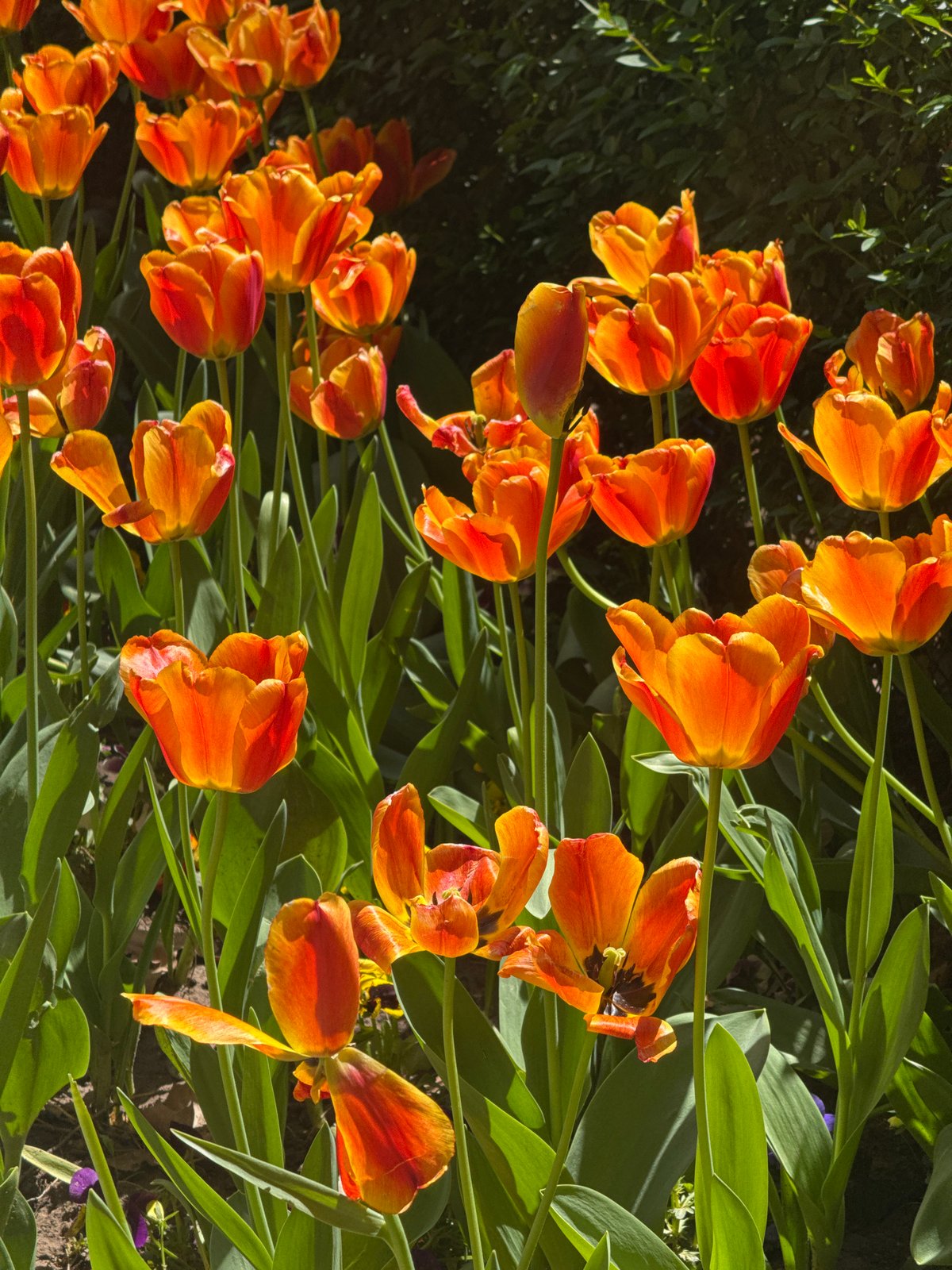 Morning scenes captured across Sofia show spring blooms, parked cars