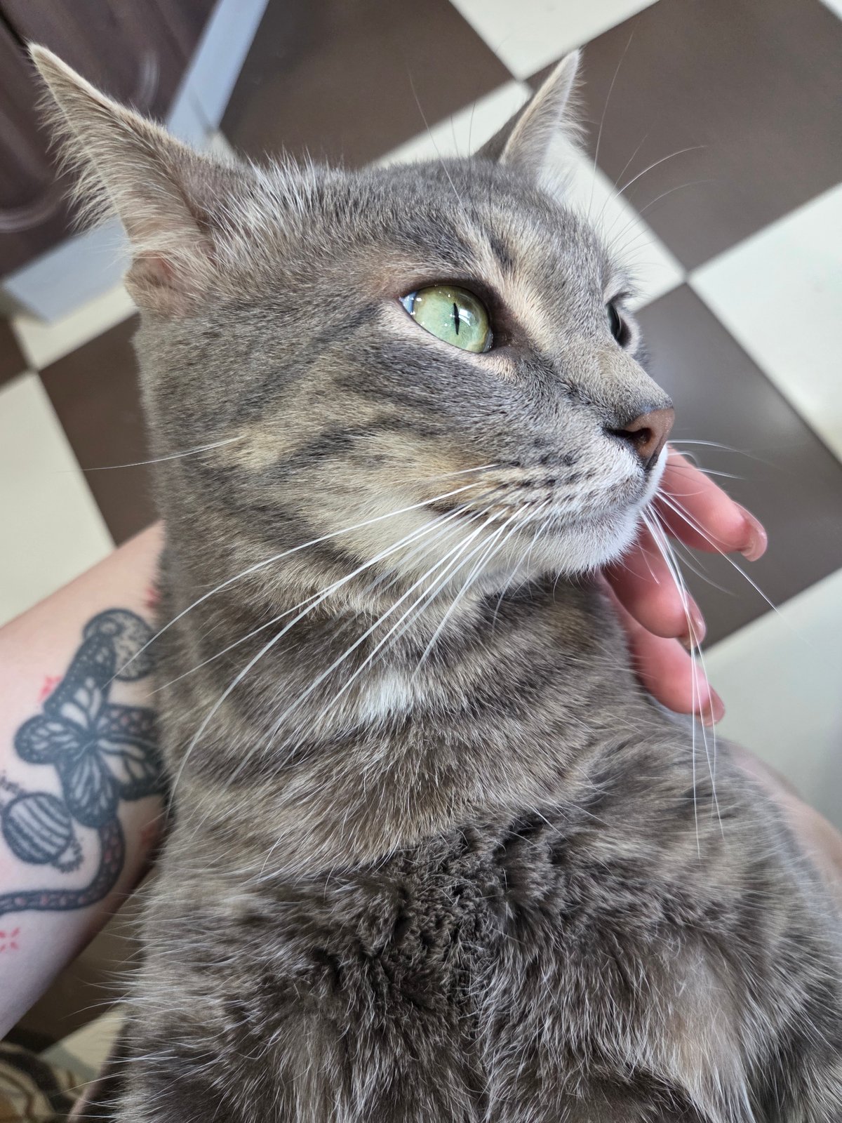 Gray tabby cat receives gentle petting in close-up moment