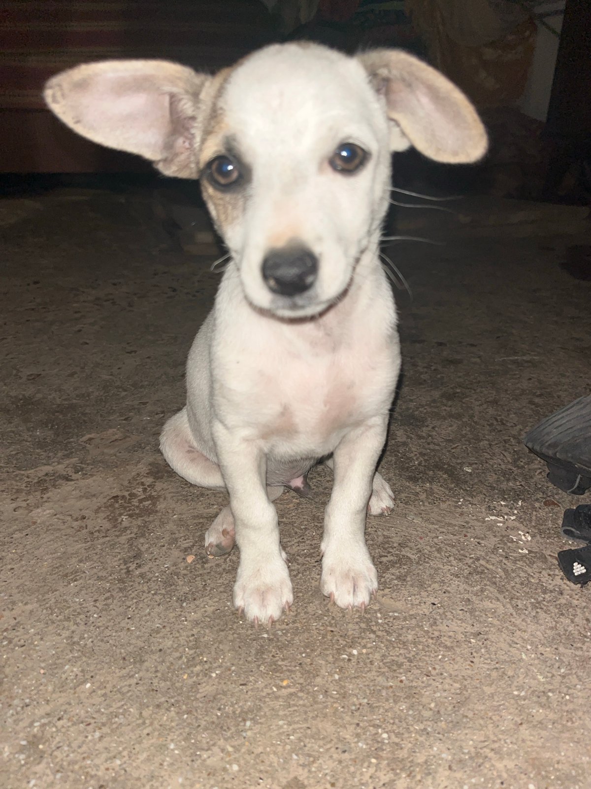 White dog with big ears holds a gaze on concrete.