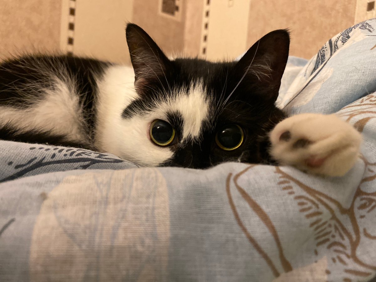 Cat photographed resting on blanket in Protvino, Russia