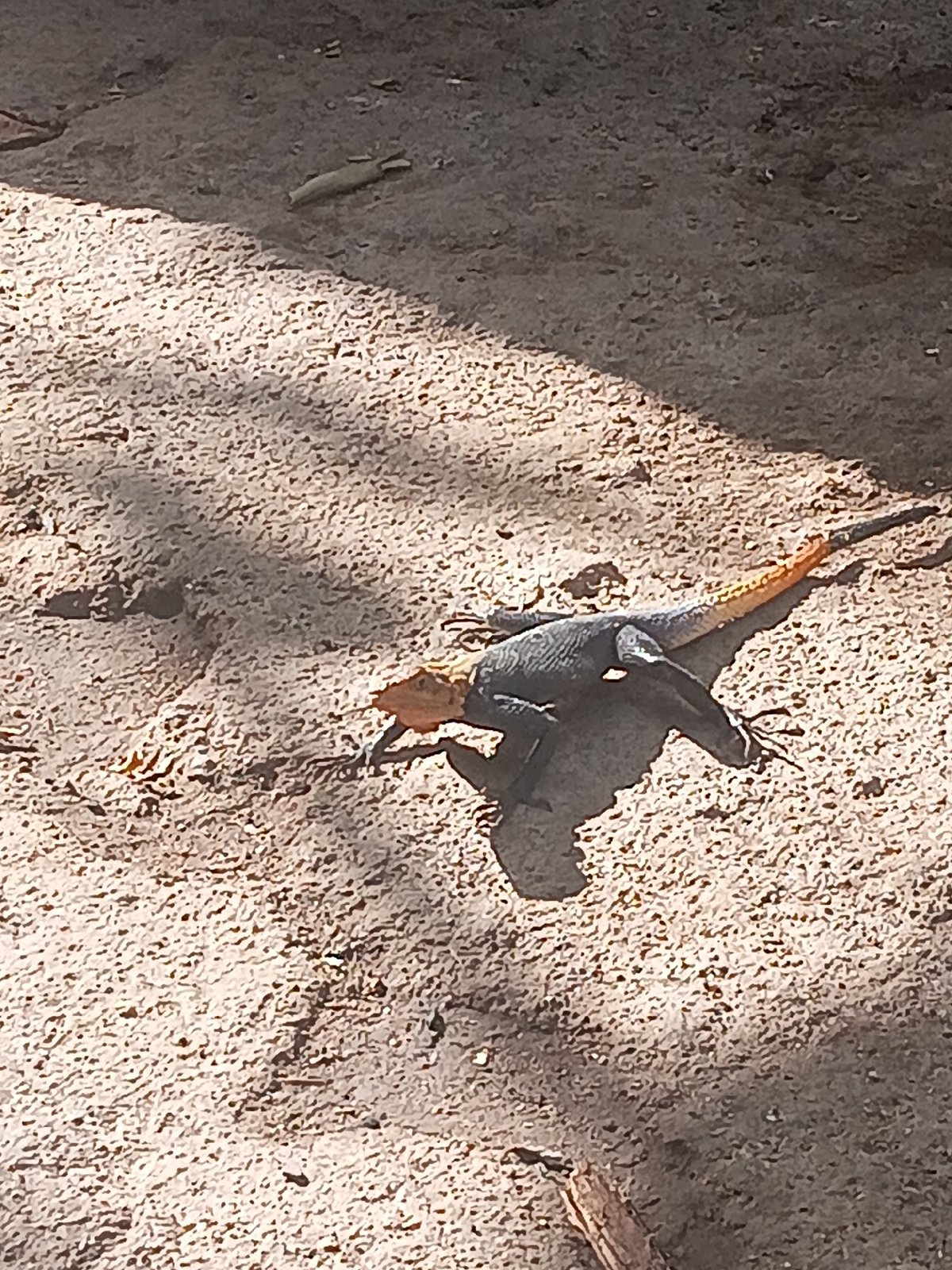 Morning wildlife spotted in Bukuru, Nigeria