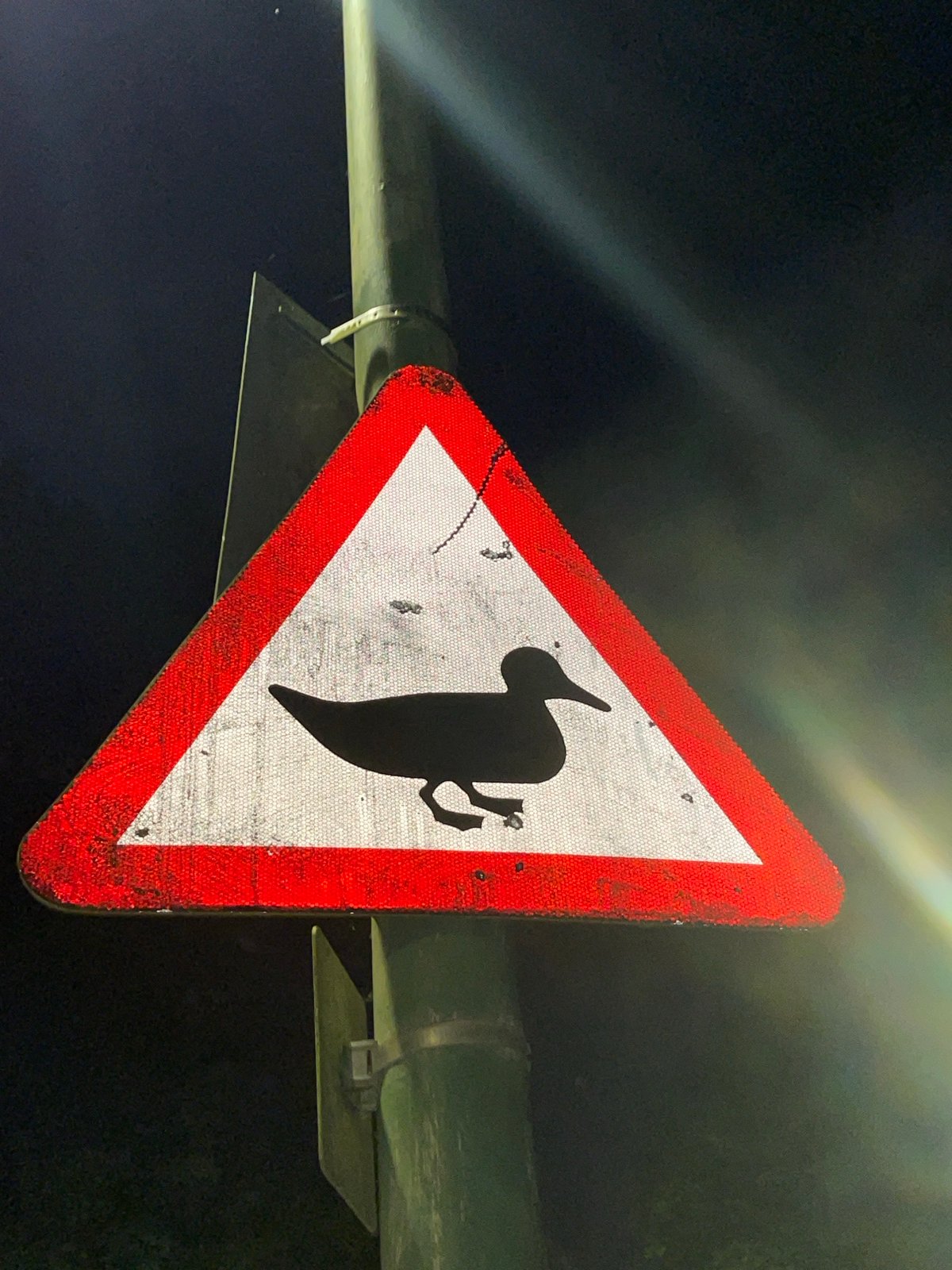 Early morning roadside observations documented in Maidstone