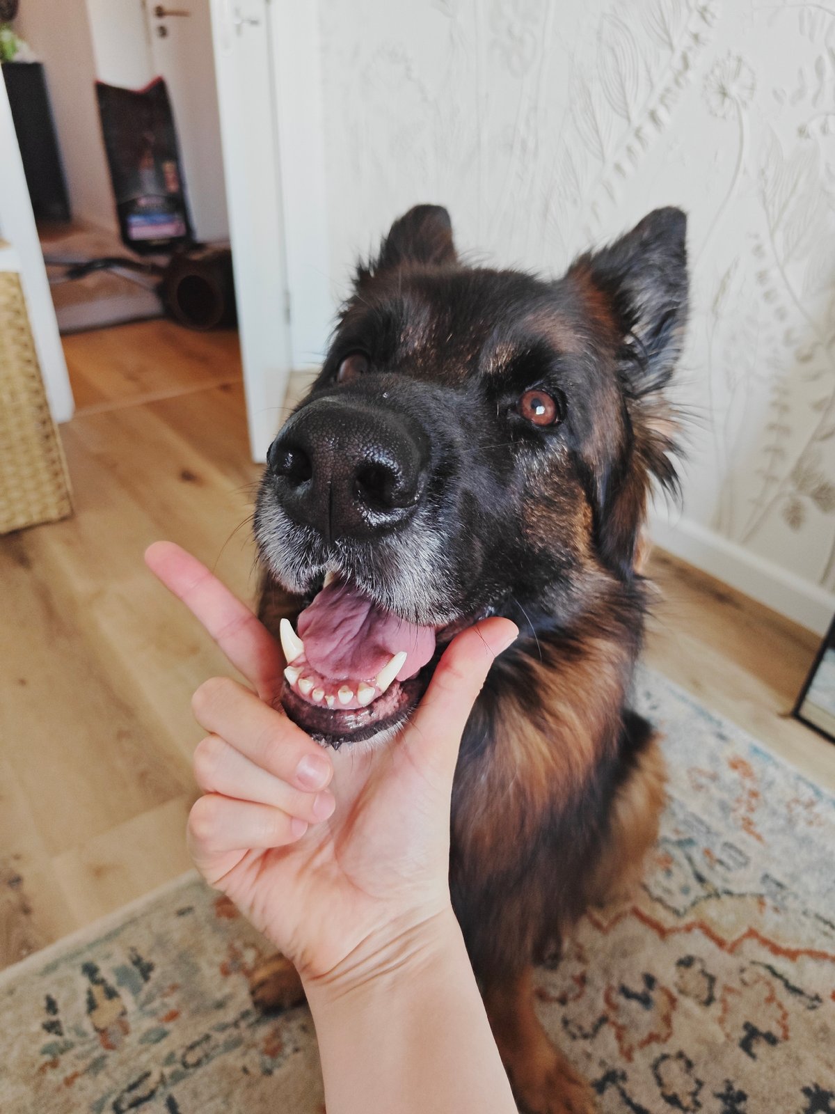 German Shepherd and floral wall sculpture, Evere