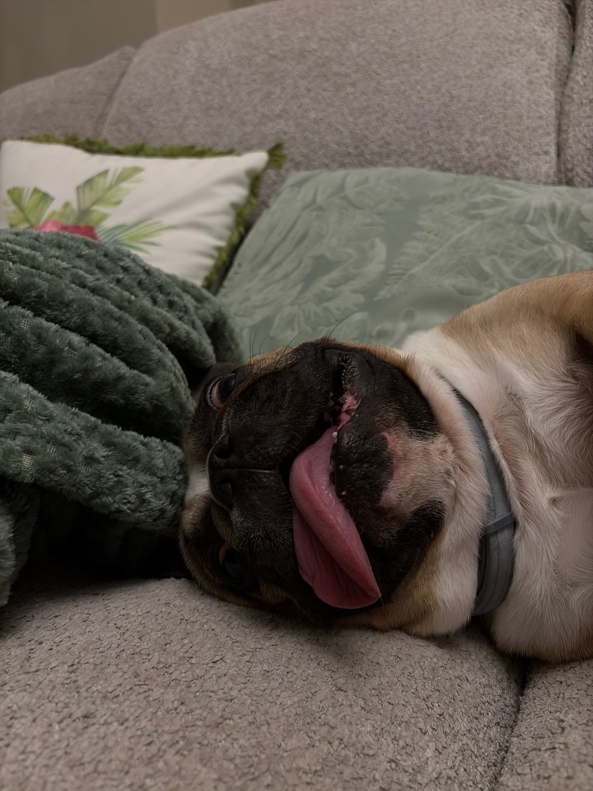 Dog photographed resting on furniture in Sofia
