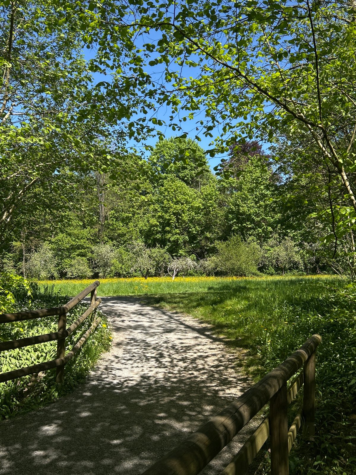 Mallard Duck Strolls Sunny Woodland Path