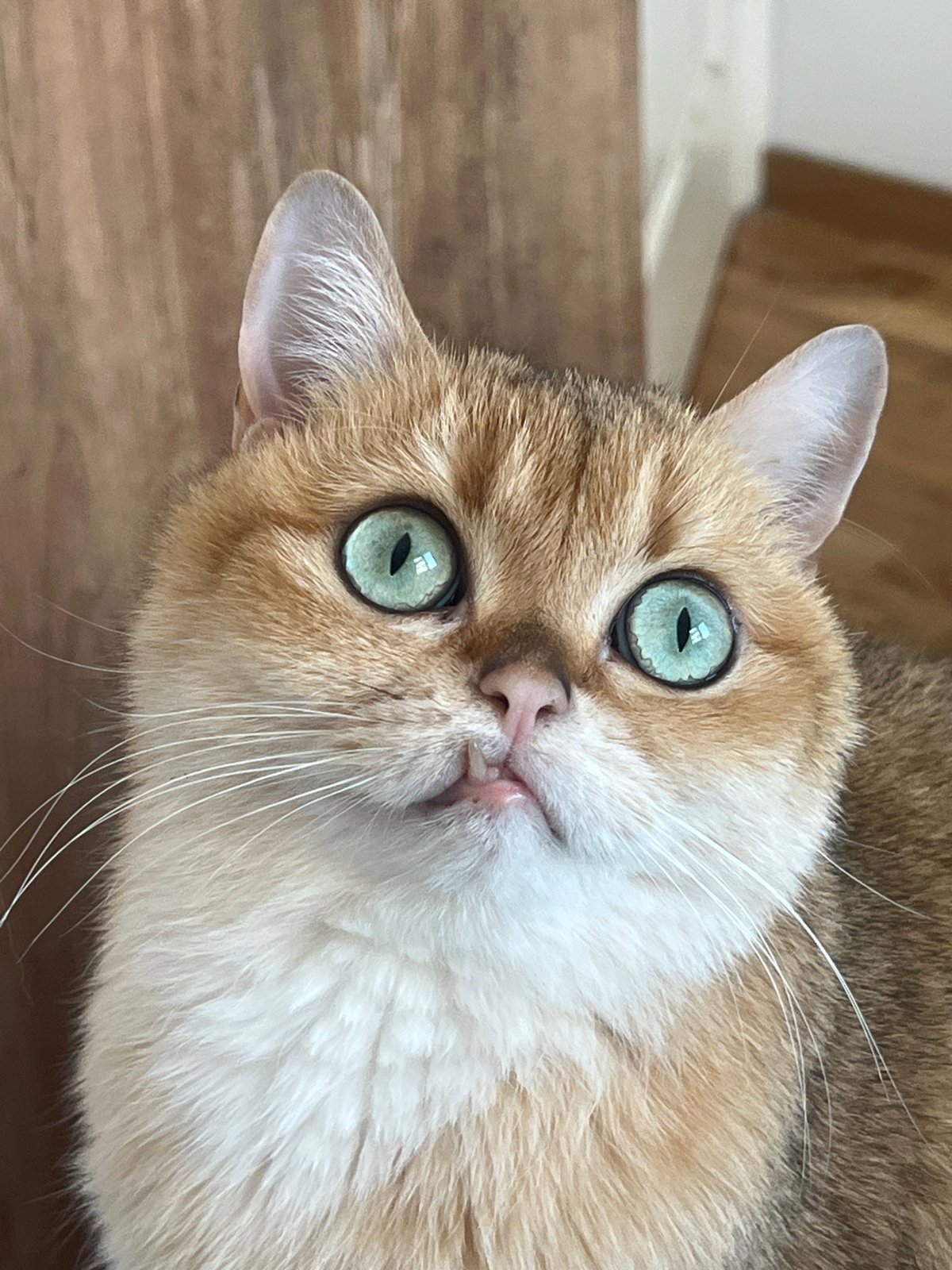 British Shorthair cat photographed in Montenegro village