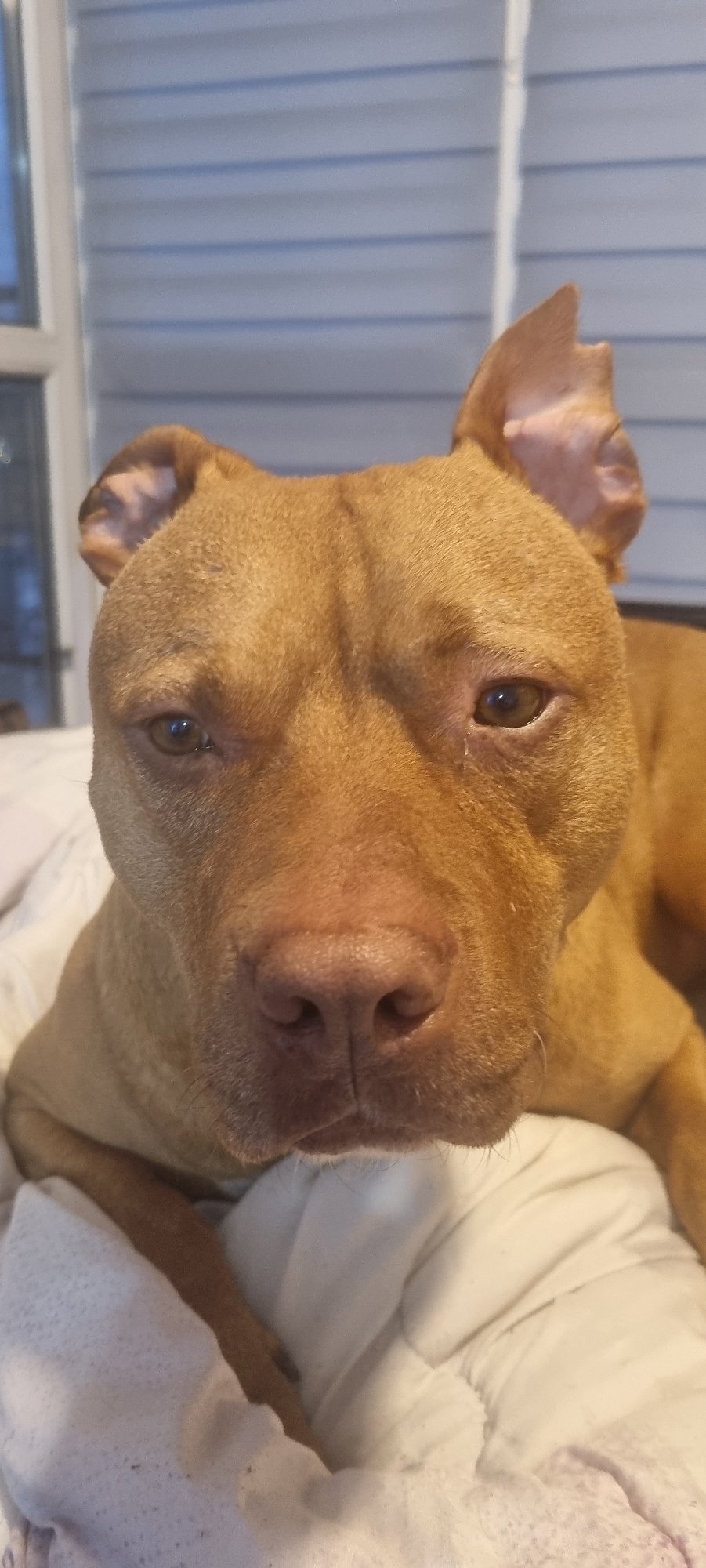 Dog spotted wearing glasses, Yankees cap during afternoon rest
