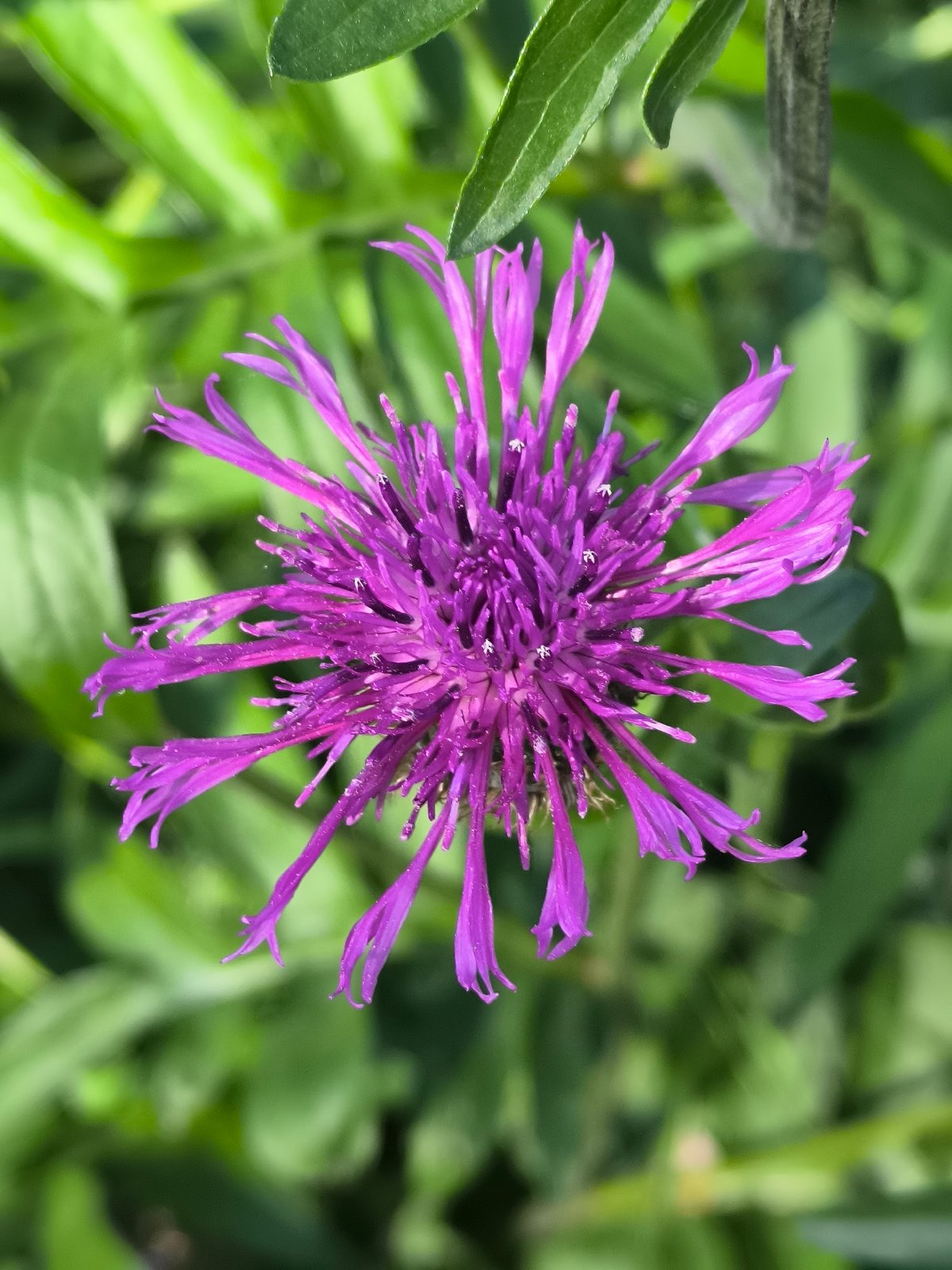 Morning stroll captures blooming flowers, windmill in Alkmaar