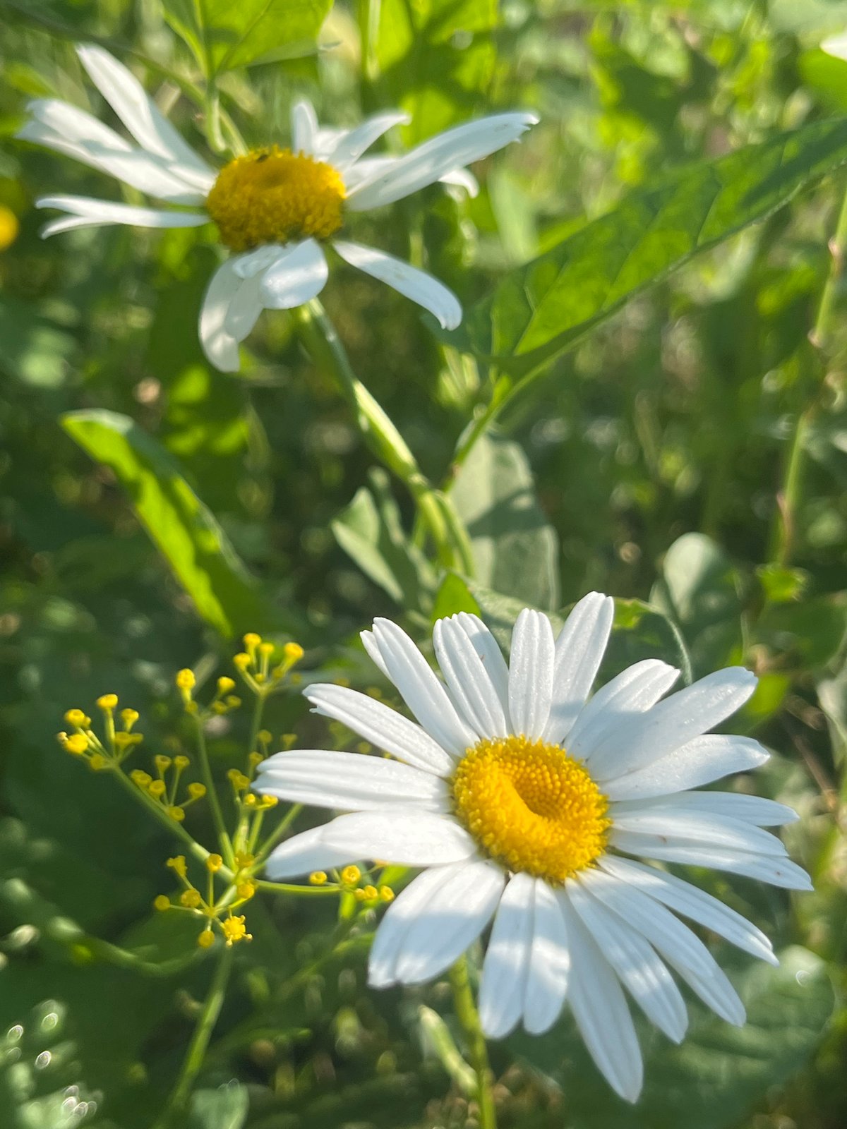 Daisies and a wet baby in a bee hat, summer in Chaikovsky