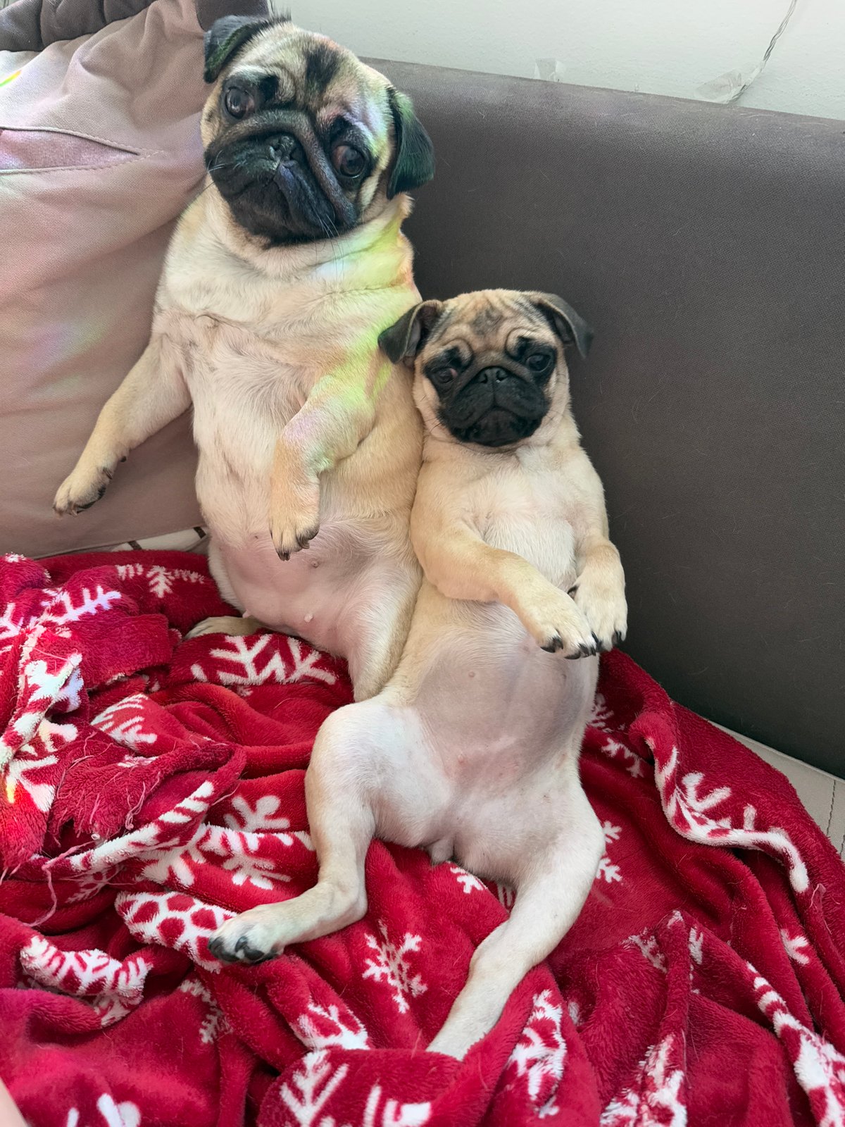 Two pugs rest on sofa amid colorful rainbow lighting