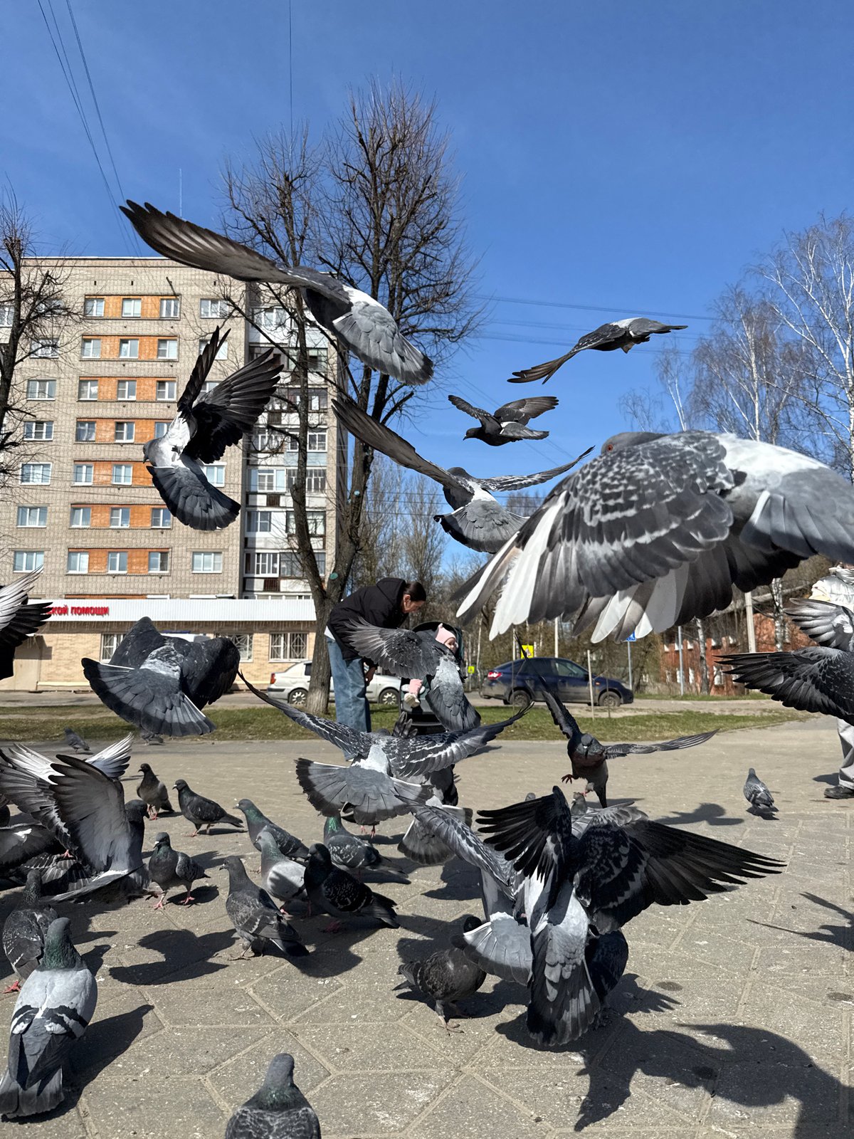 Family morning: pigeon feeding and swimming lessons in Rusanovo
