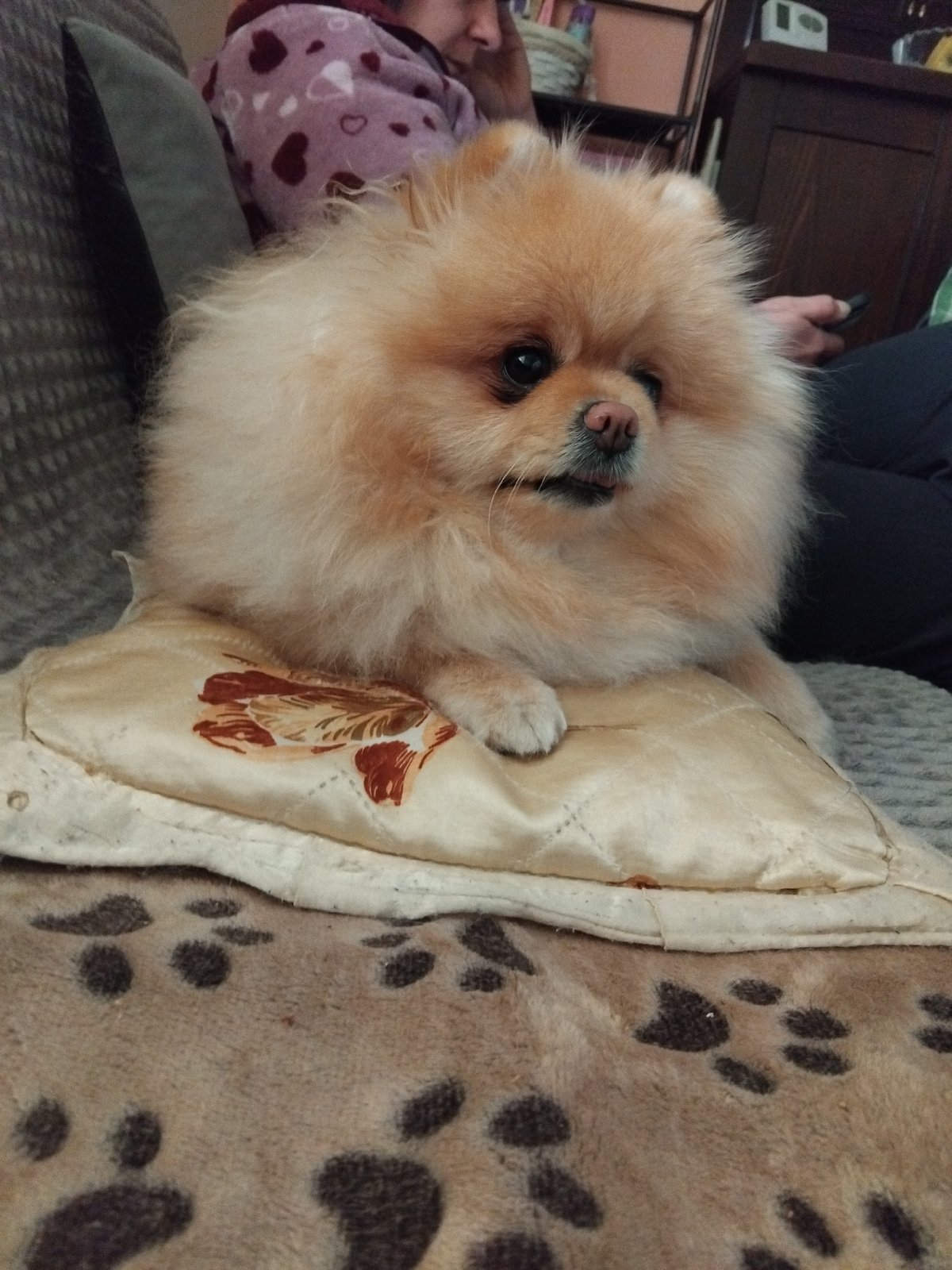 Quiet moments between person and Pomeranian dog in Apriltsi