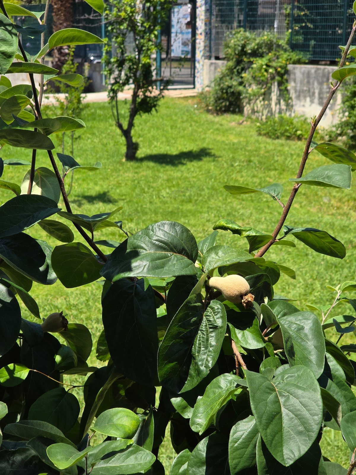 Solo botanical documentation walk through Salerno's Parco dell'Irno