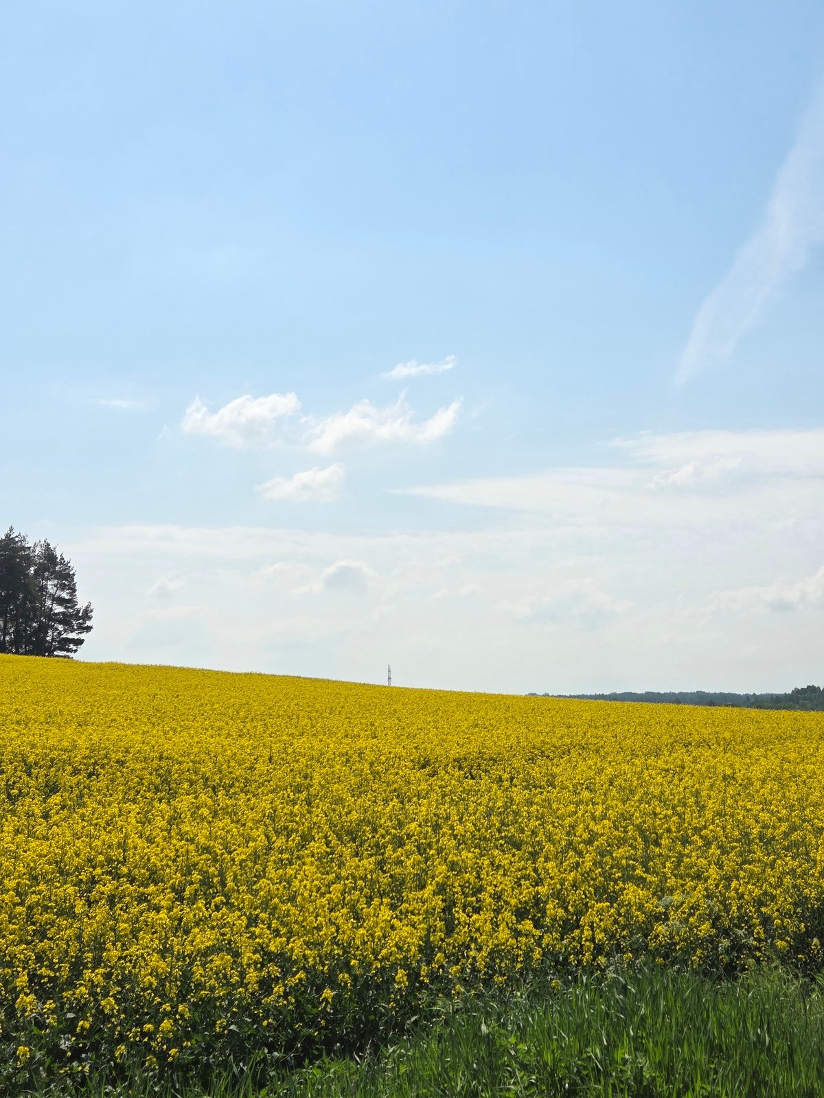 Rural Spring Day Documented: Yellow Flowers, Beetle Discovery