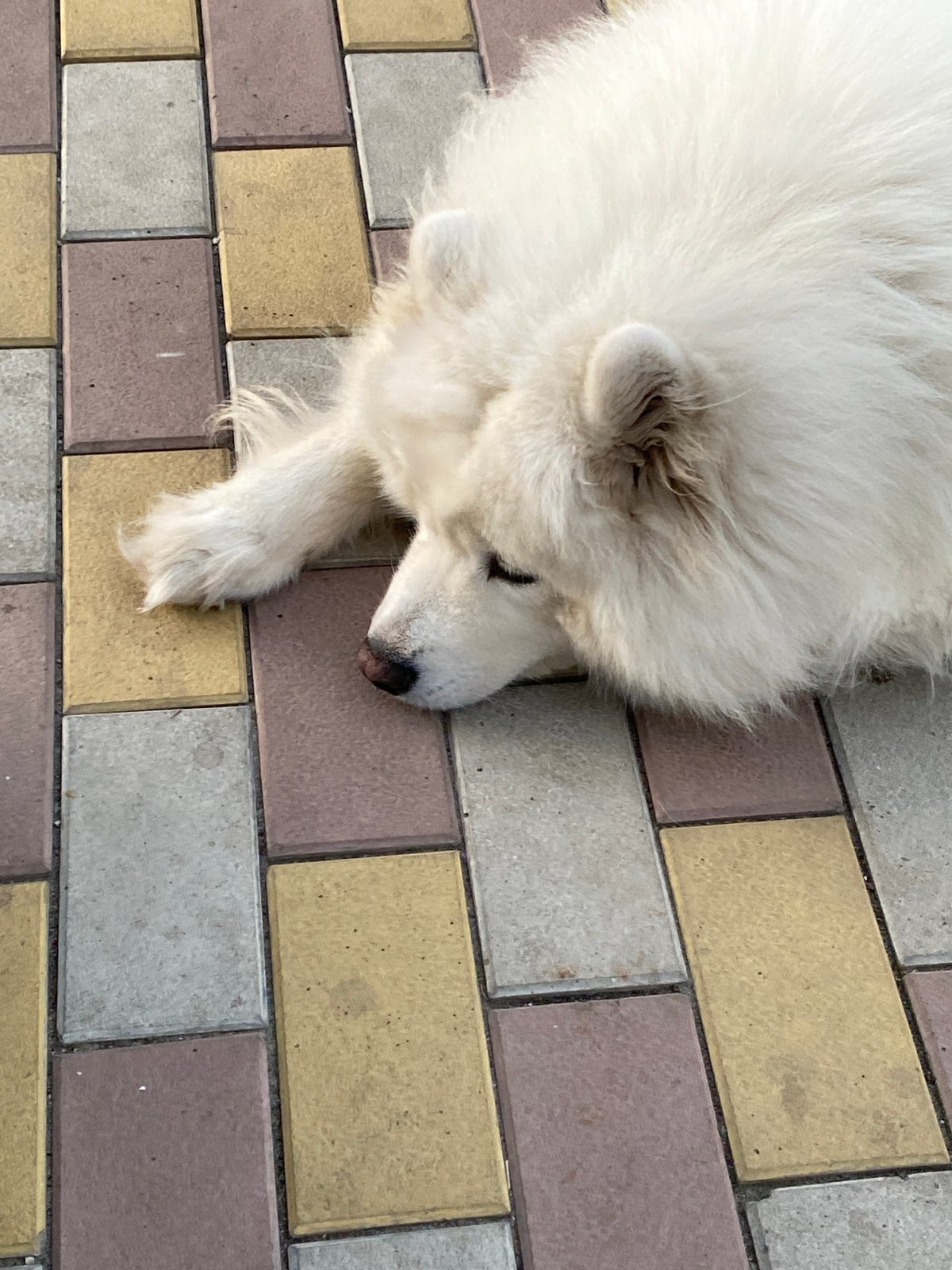 Samoyed dogs hang out on a brick patio, miscellaneous items nearby
