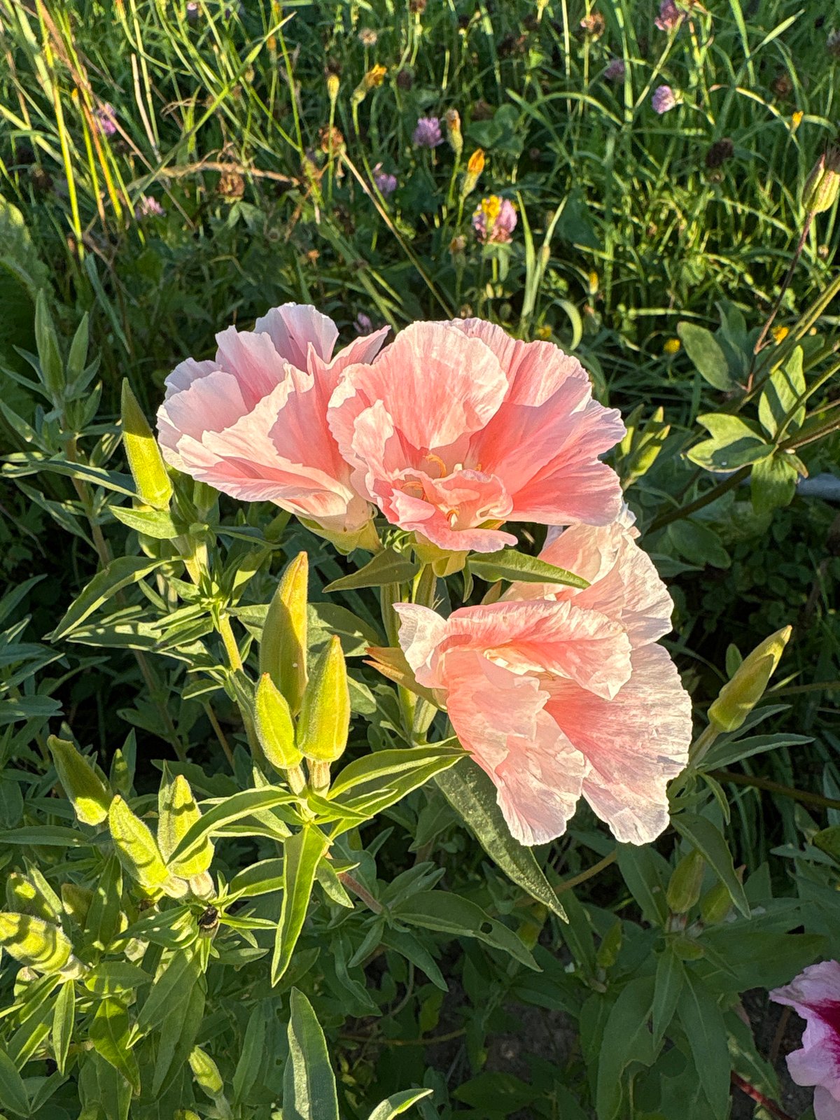 Garden flowers and river landscapes in rural Bolshelyug, Russia