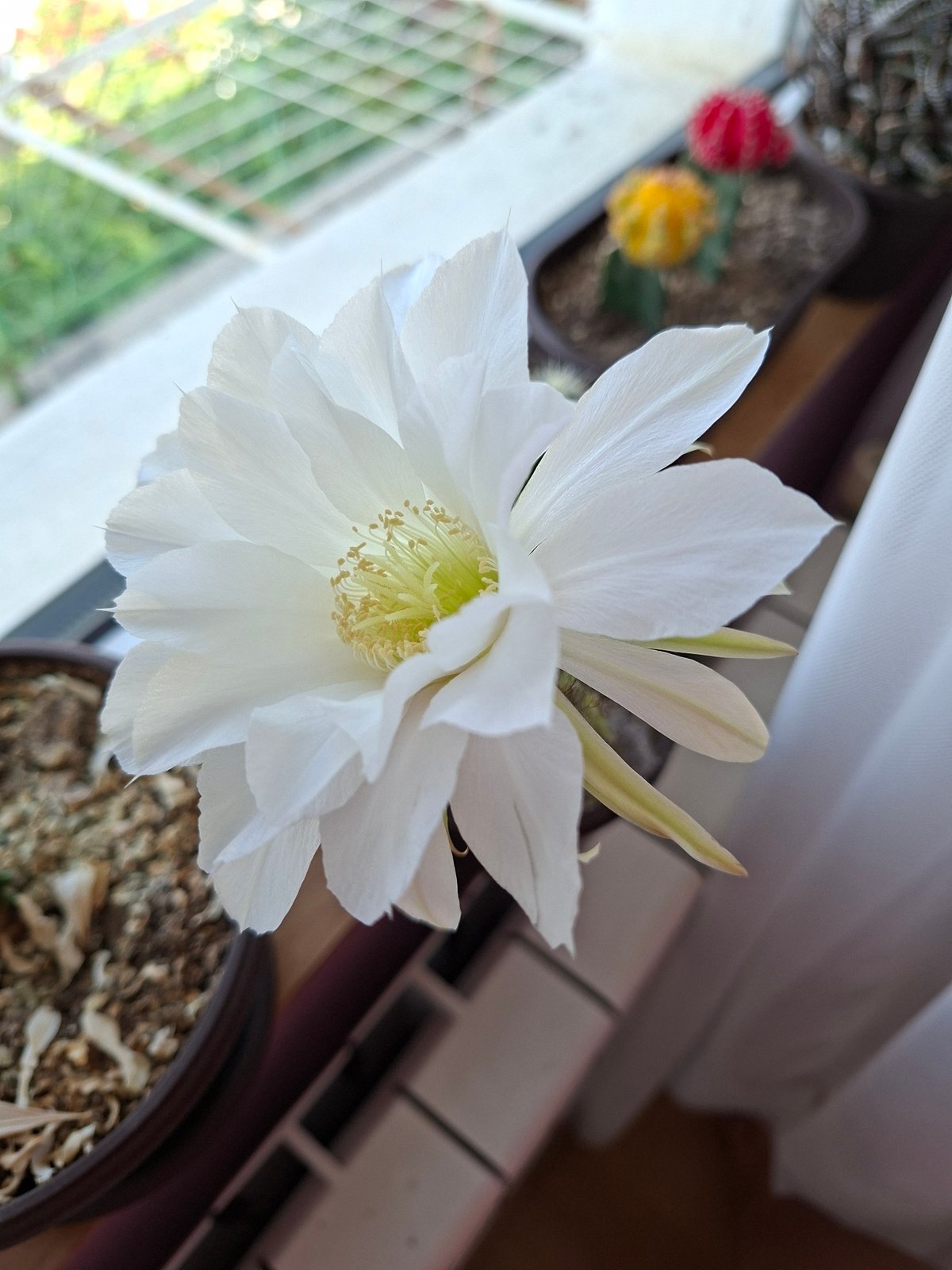 Close-up look at a blooming white cactus flower