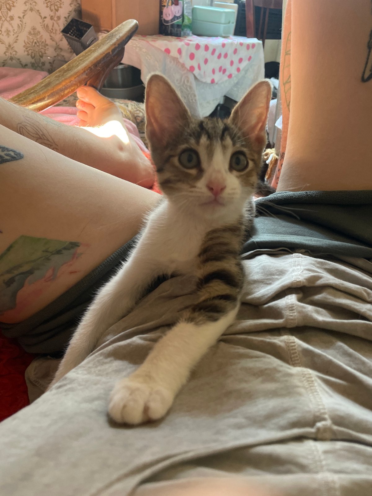 Lazy afternoon at home with a kitten and a cat in Tbilisi