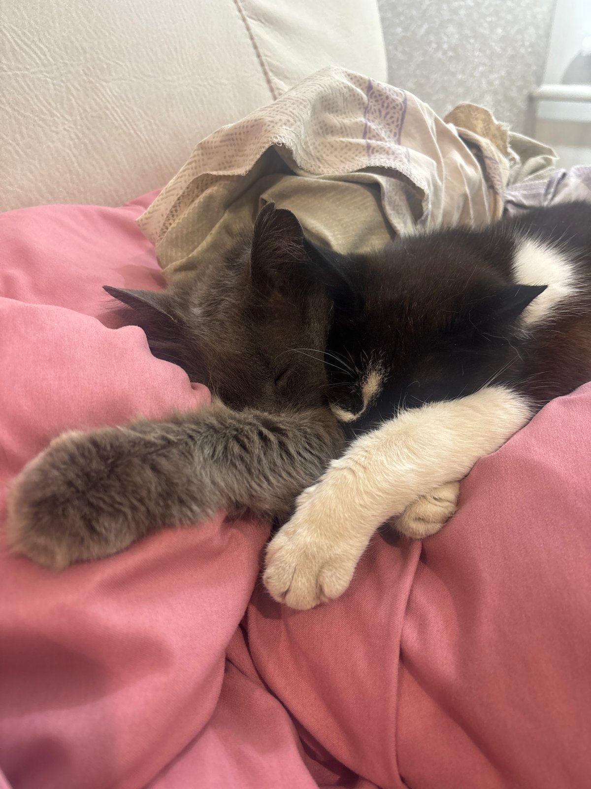 Two cats sleep intertwined on couch in Pokotylivka, Ukraine