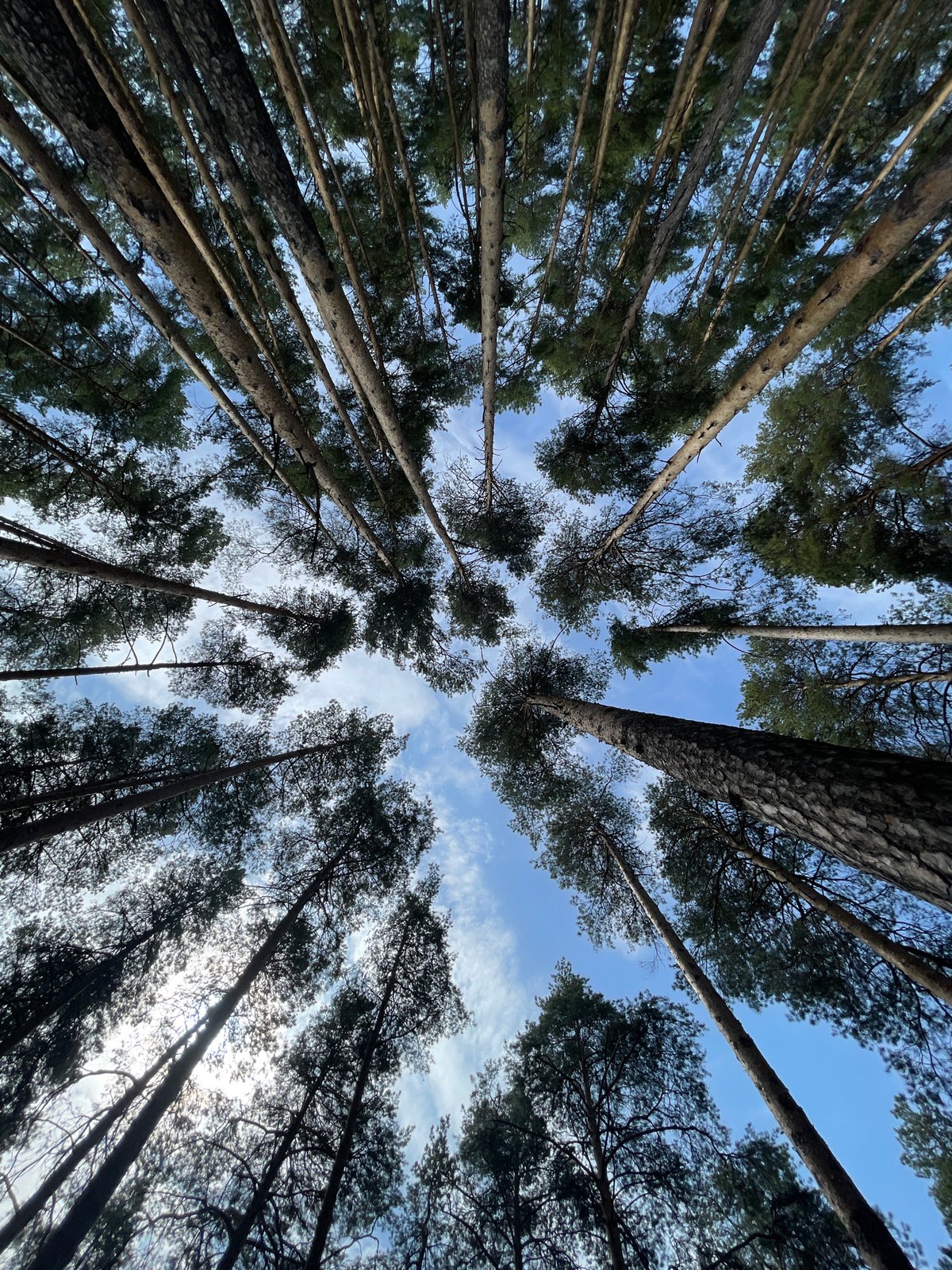 Young woman enjoys morning forest walk in Izhevsk