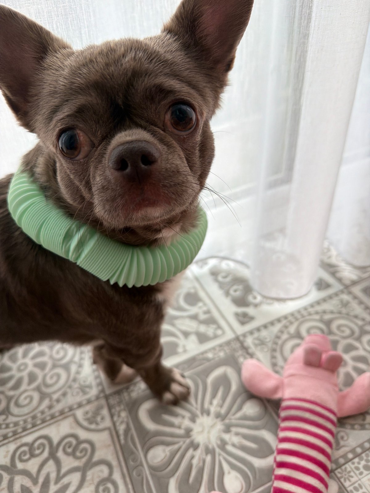 Family playtime with dog and child in Votkinsk home
