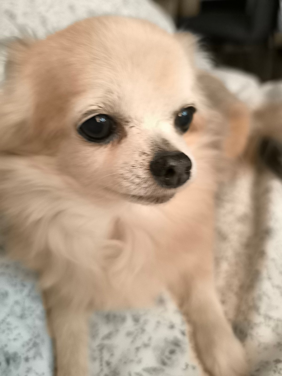 Evening domestic scene features resting Chihuahua and colorful garden lights