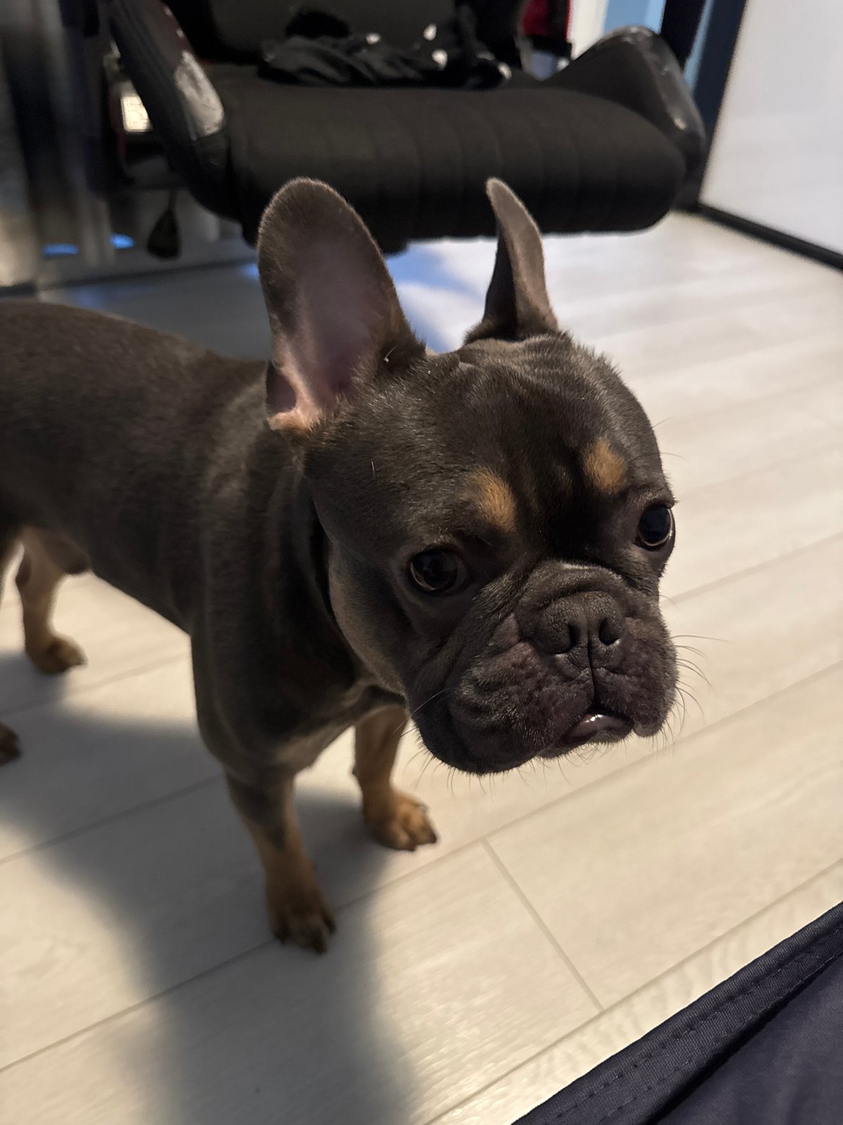 French Bulldog puppy photographed indoors in Burgas, Bulgaria