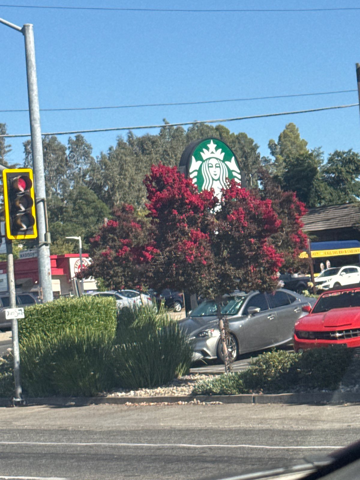 Starbucks sign peers through a red-blossomed tree in Sacramento