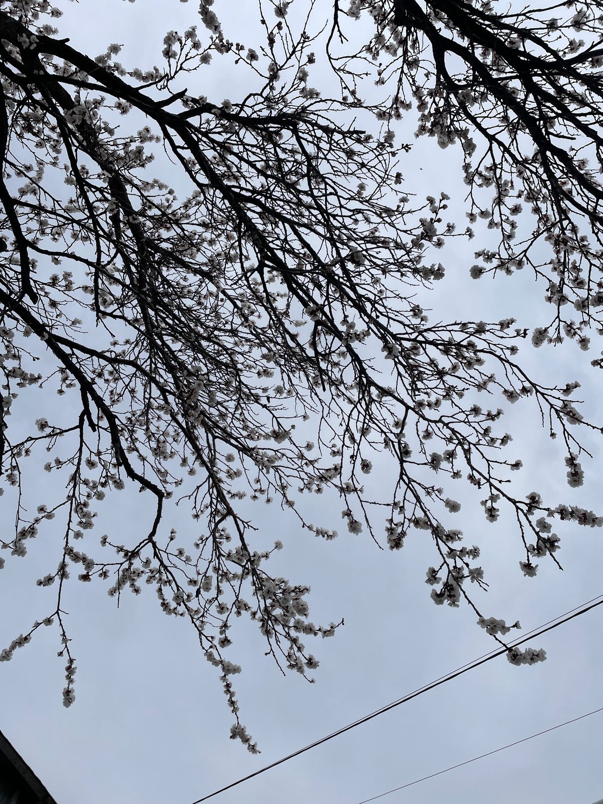 Spring blossoms and pet moments captured in Armenia