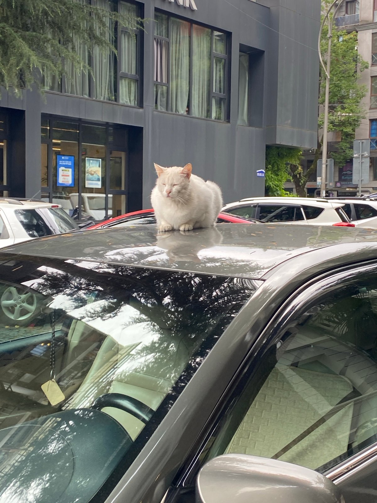 Cats, cacti, and a Tesla on a Batumi afternoon