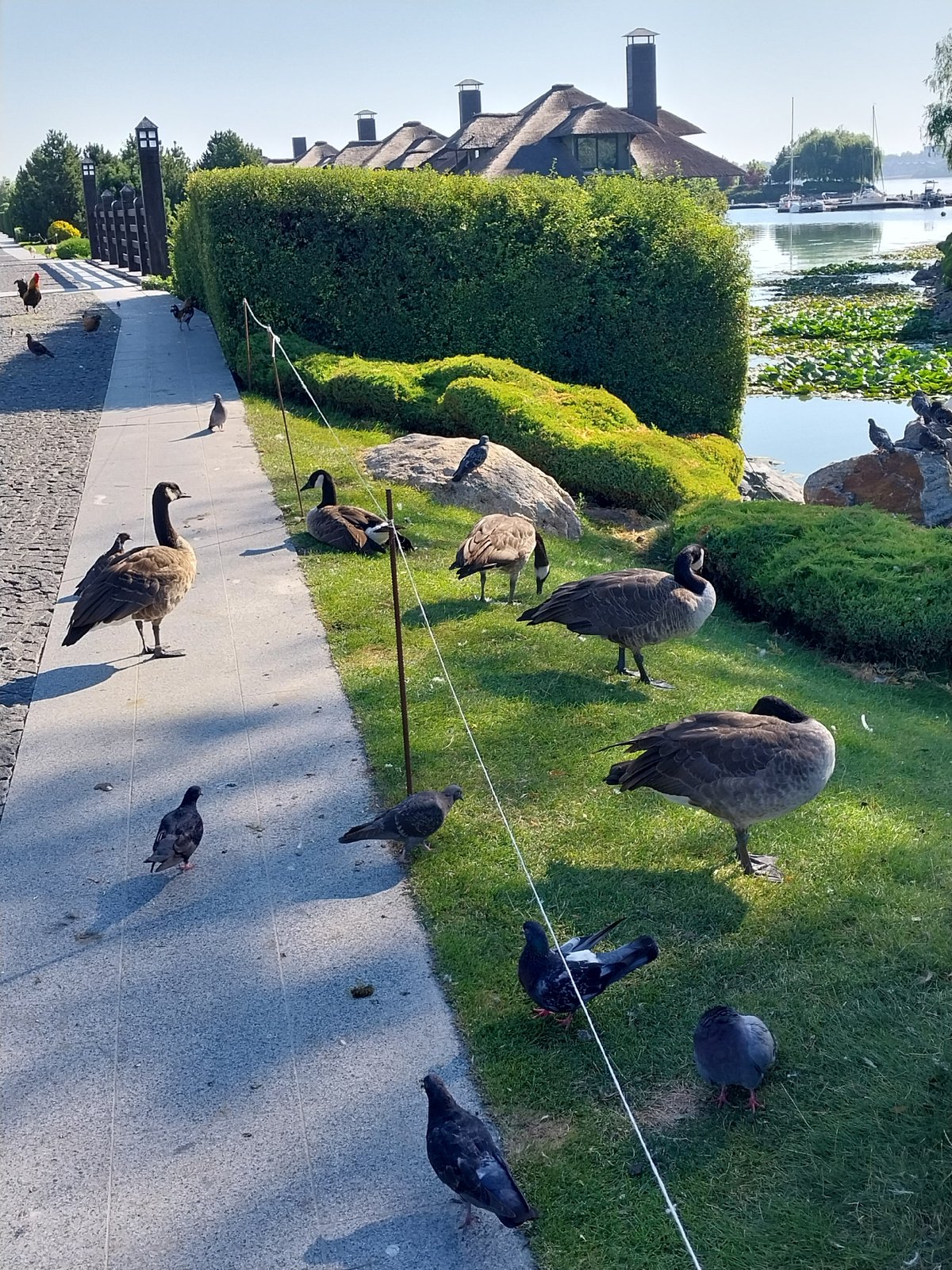 Birds of all kinds hanging out across Dnipro parks and yards