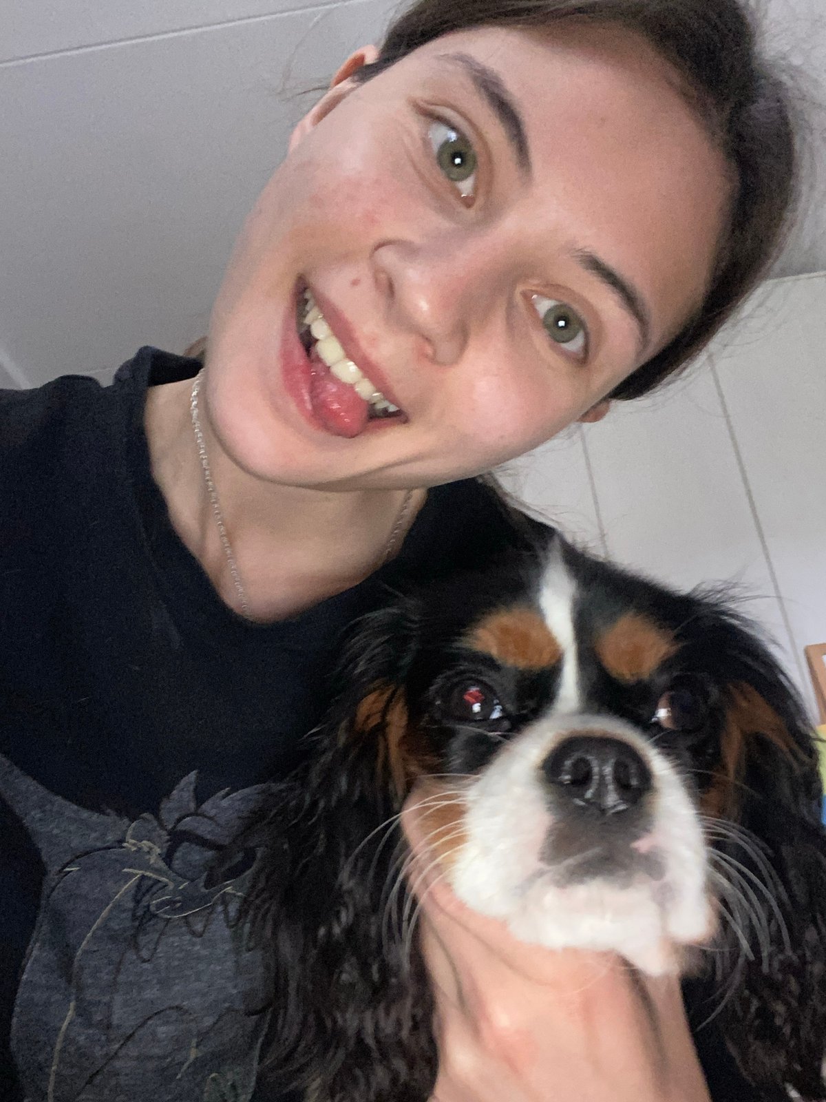 Bringing a Cavalier King Charles Spaniel puppy home by car