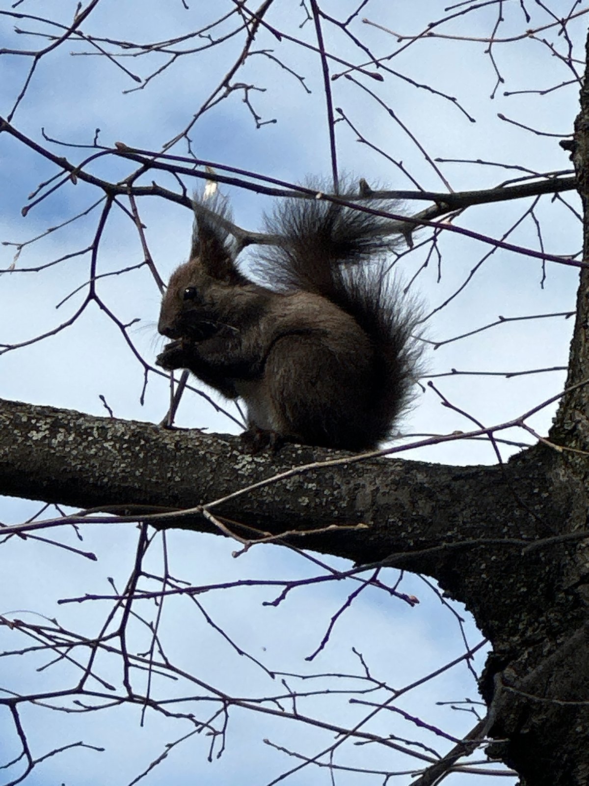 Sofia street scenes and wildlife captured in 10-minute span