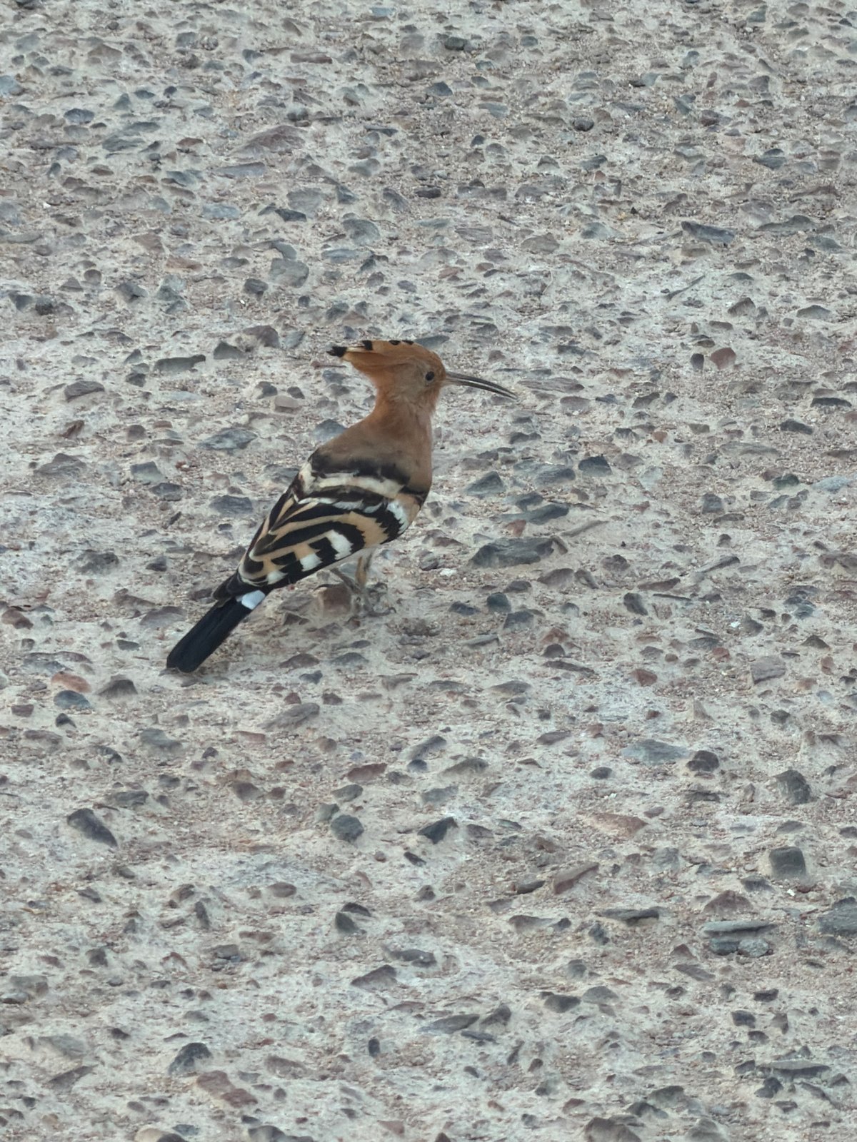 Lazy afternoon at a Sharm El Sheikh resort, birds and all