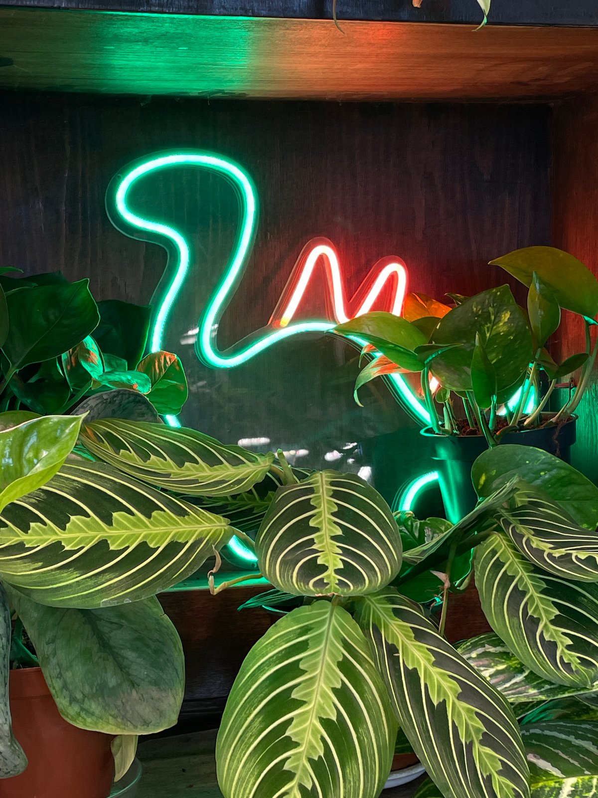 Indoor tropical plant display documented in Saint Petersburg cafe