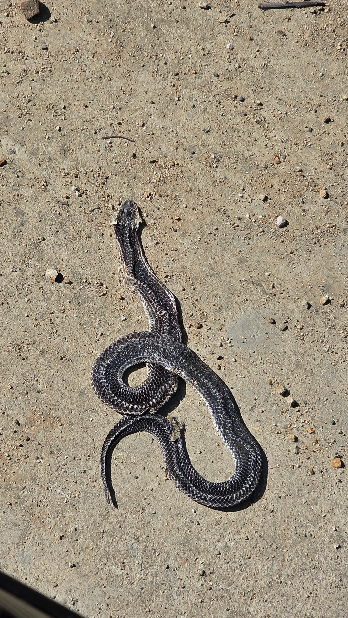Dead patterned snake found coiled in Ba Ngoi Ward