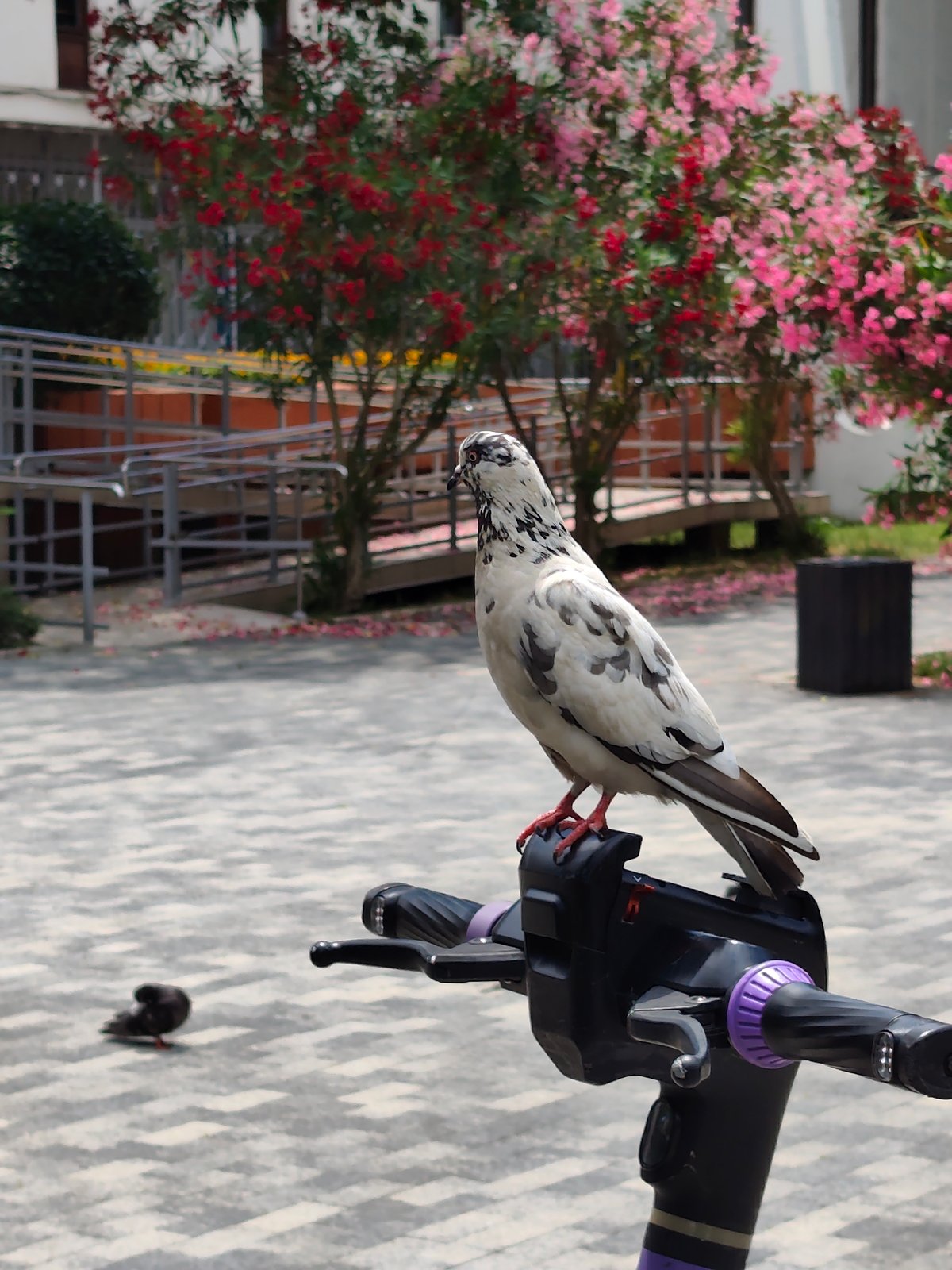 Pigeons and magnolias on a Sochi summer morning