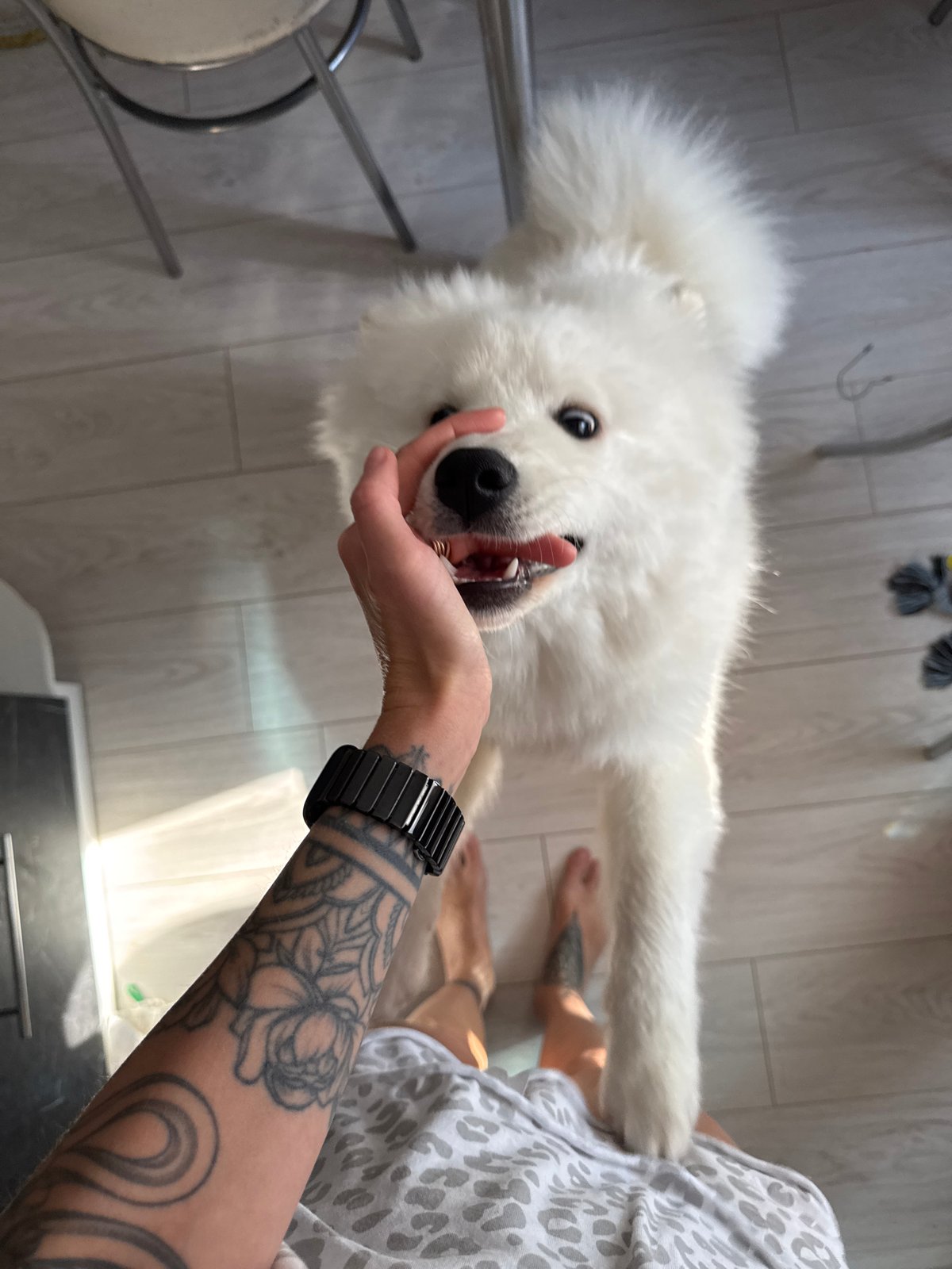 Person photographed with Samoyed dog in Chaikovsky, Russia
