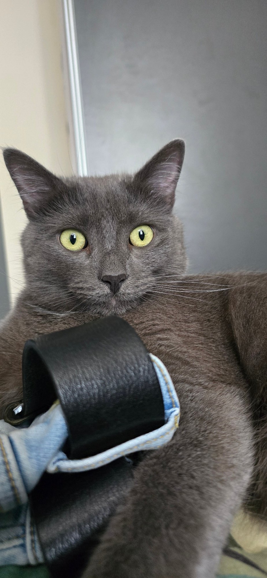 Gray cat at home in Vratsa, thirty photos, one morning