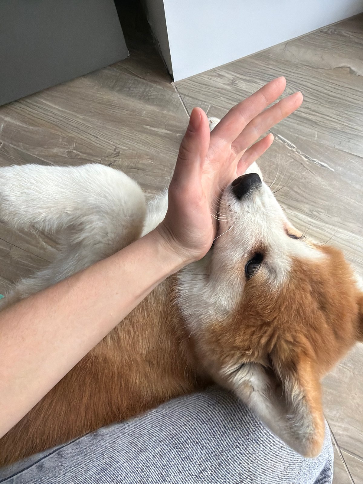 Woman and Shiba Inu puppy photographed in Chaikovsky, Russia