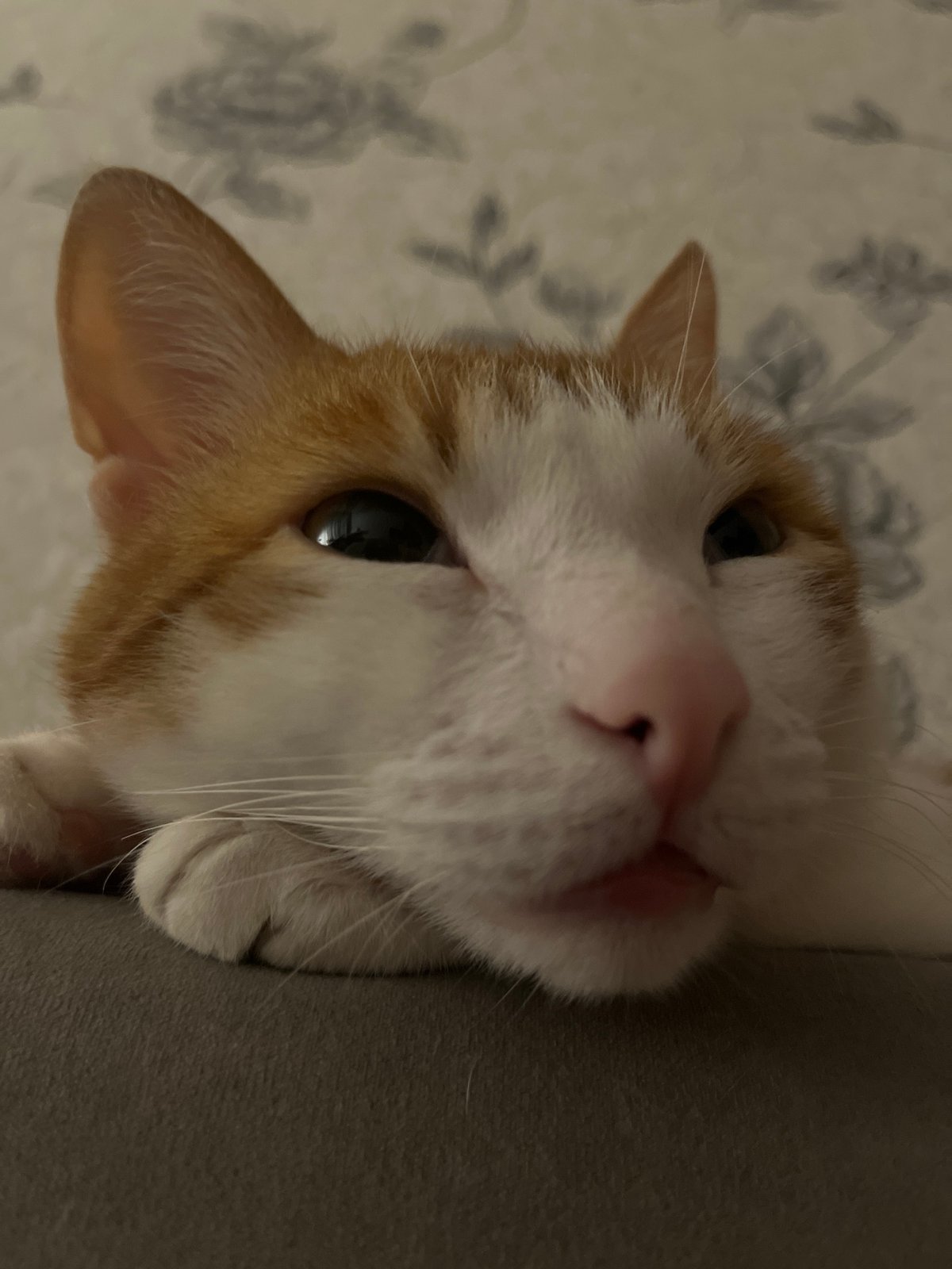 Orange and white cat photographed resting indoors in Chaikovsky