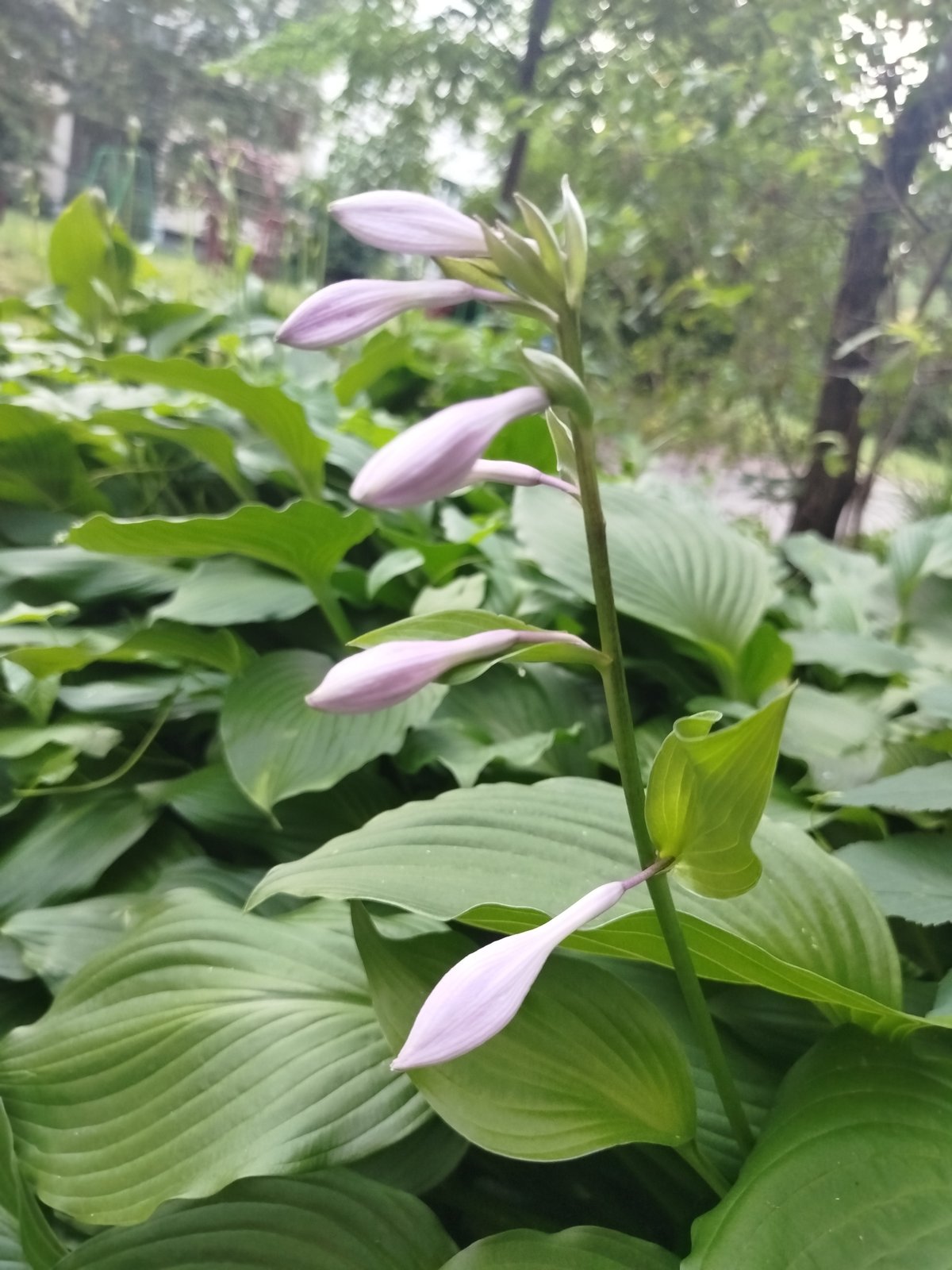 Minsk neighborhood: flowers, a lovebird, and street details