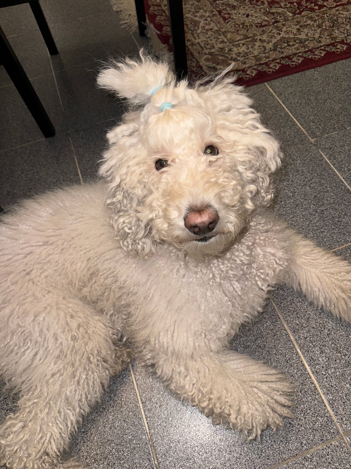 White dog plays with toy in Krasnoyarsk kitchen