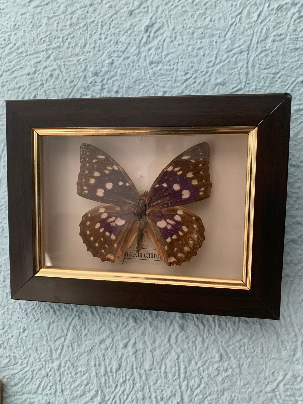 Cats, crafts, and keepsakes from a Petropavl home