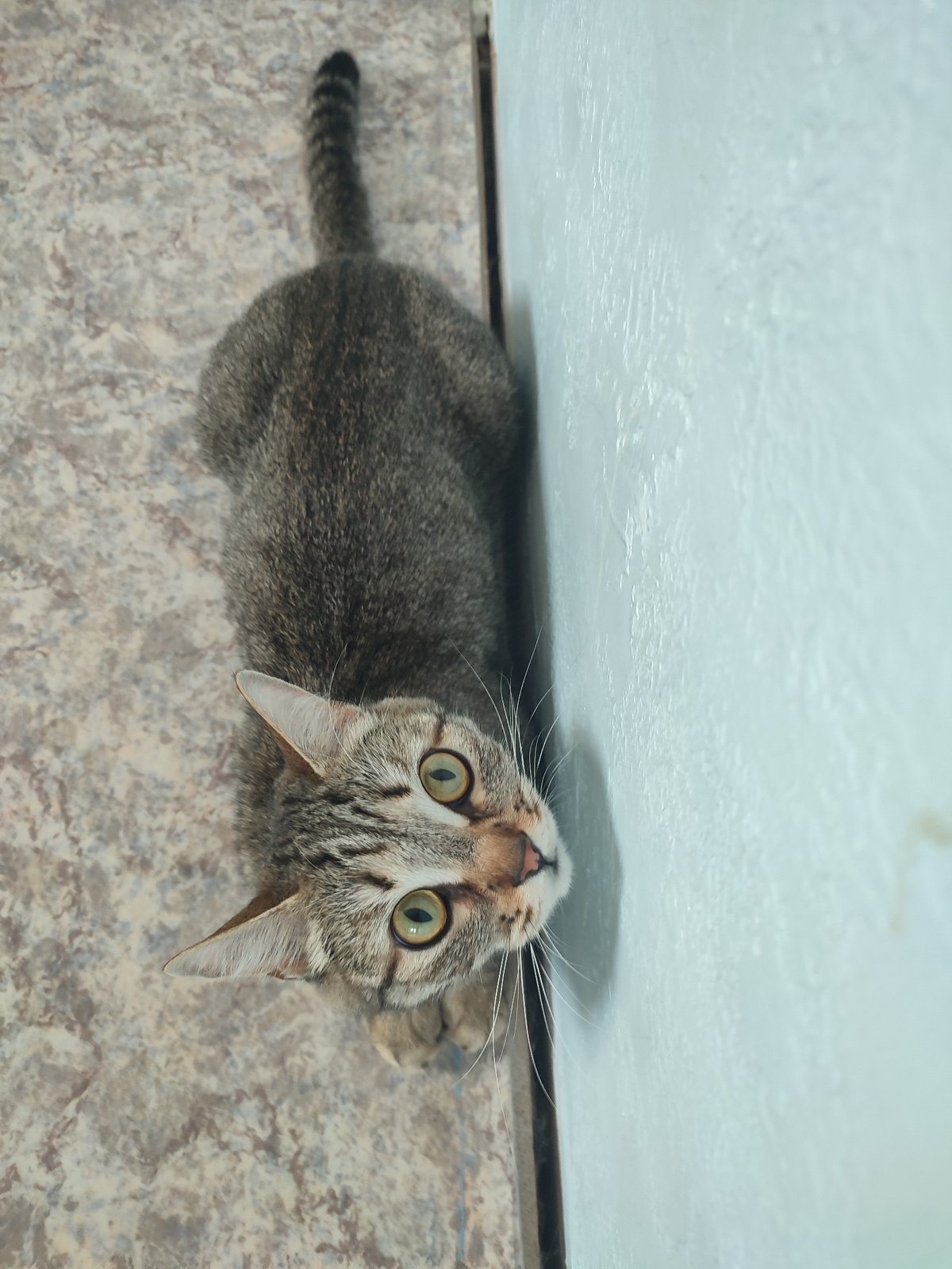 Tabby cat observed in multiple indoor settings over morning hours