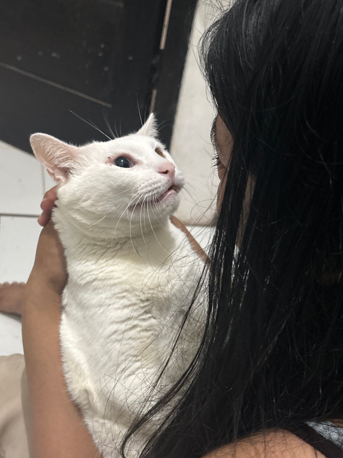 Woman and white cat share quiet moments in Jakarta home