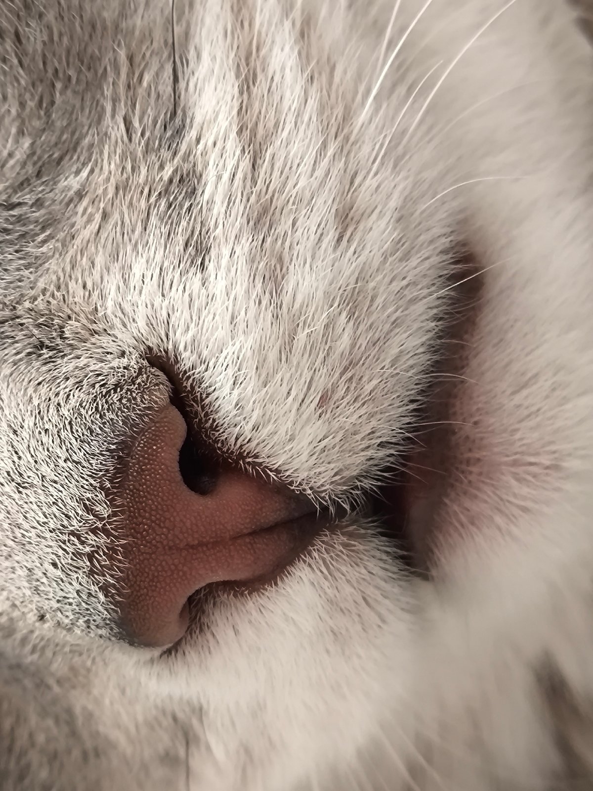 Grey tabby cat lounging, playing, and napping at home