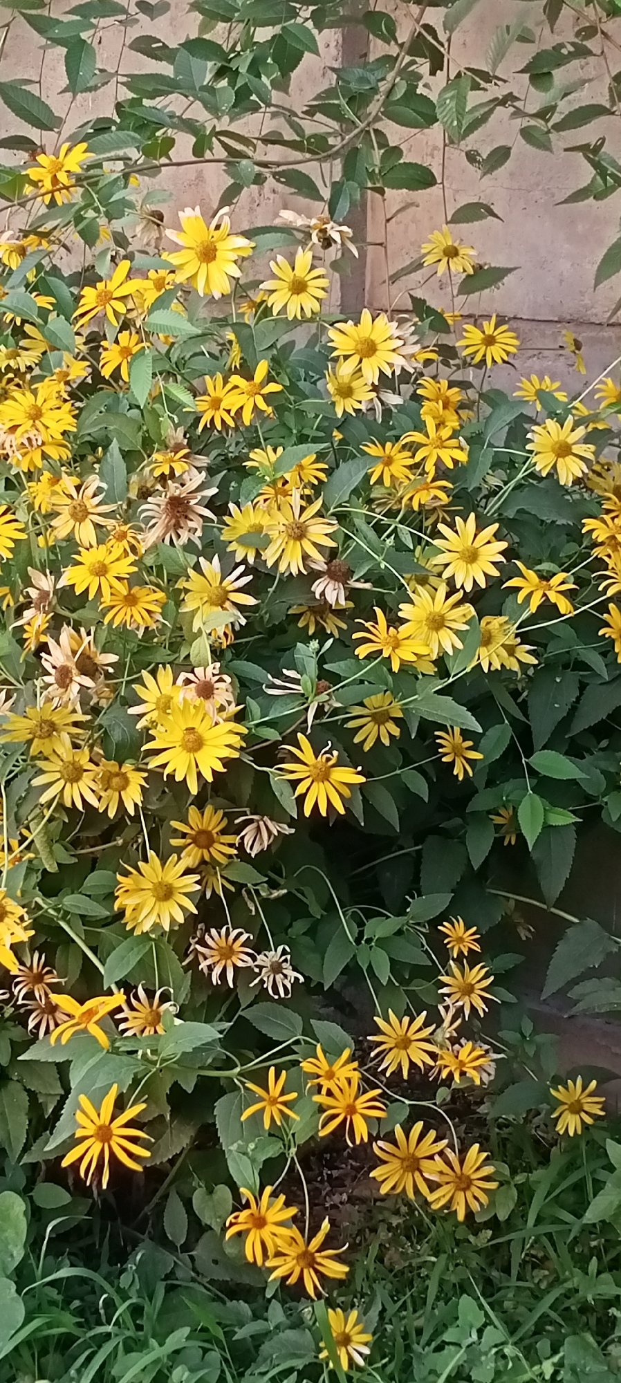 Garden flowers in close-up detail, Sokuluk, Kyrgyzstan