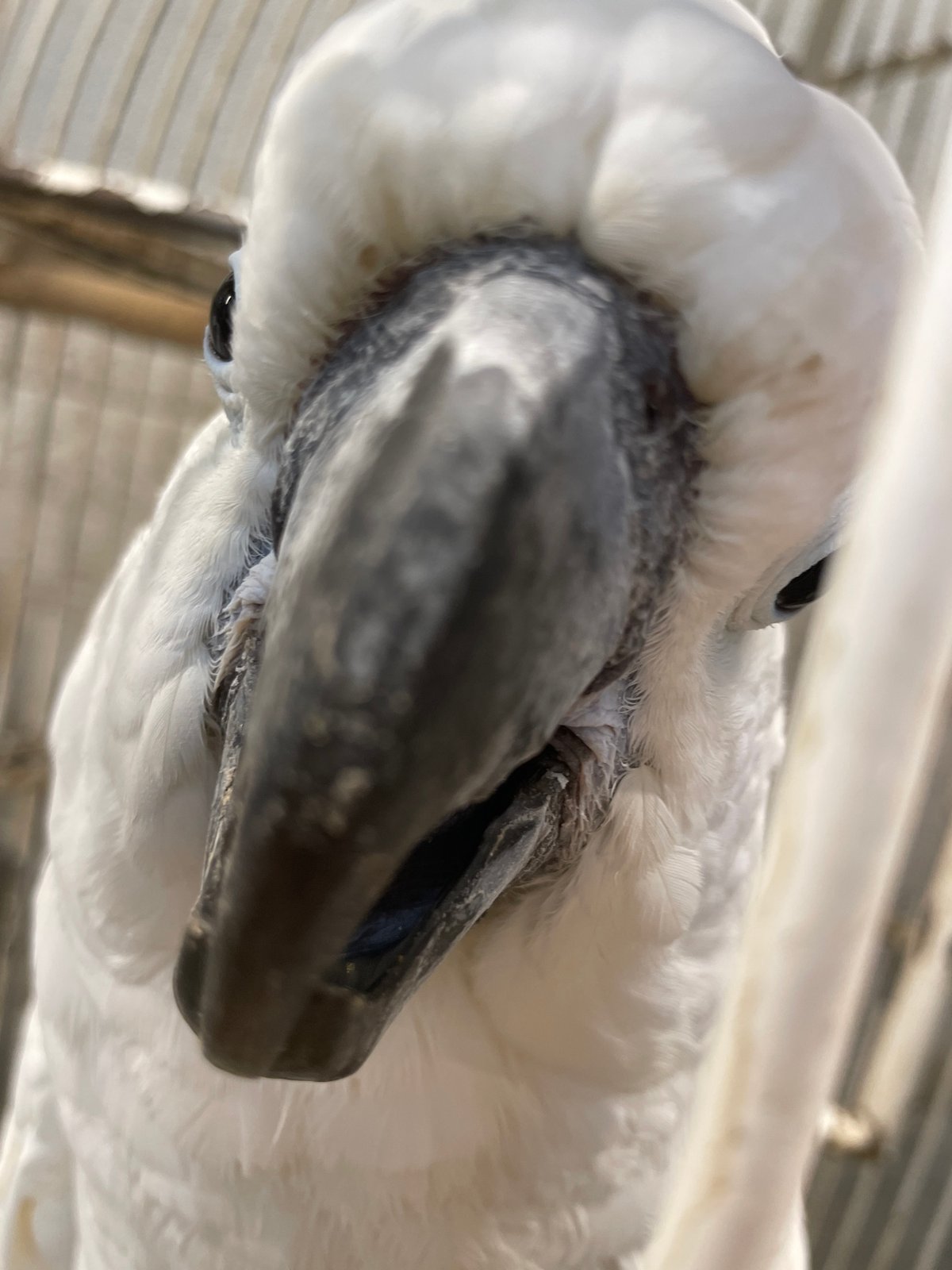 White cockatoo in a cage, close-up from every angle