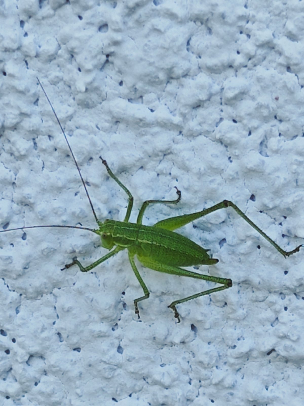 Morning insect activity documented in Bulgarian neighborhood